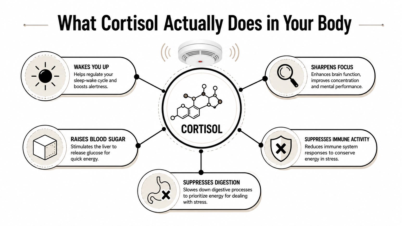 An infographic titled What Cortisol Actually Does in Your Body showing five core functions of the hormone.