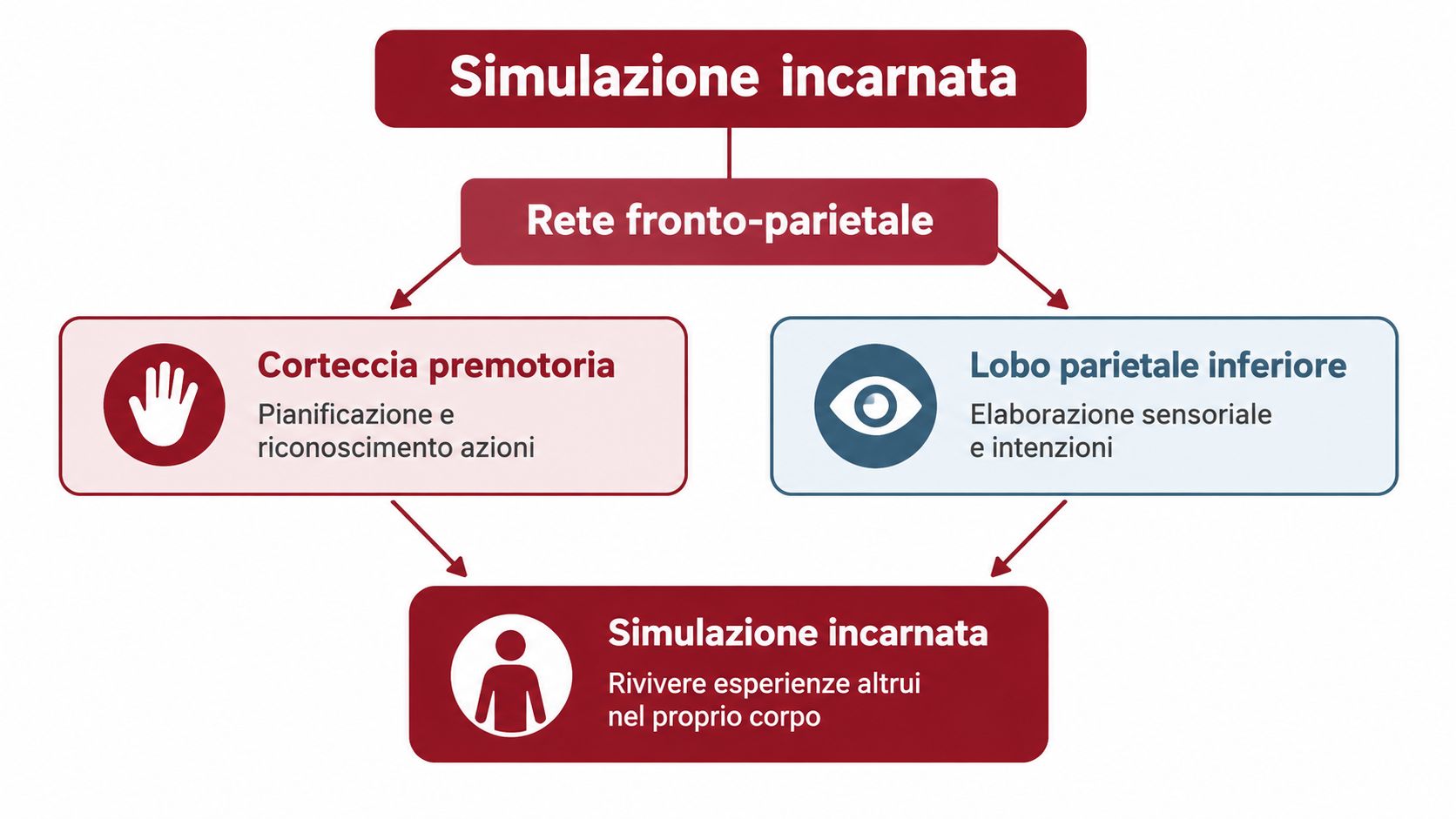 Diagramma che illustra il concetto di simulazione incarnata e il coinvolgimento della rete fronto-parietale nel processo.