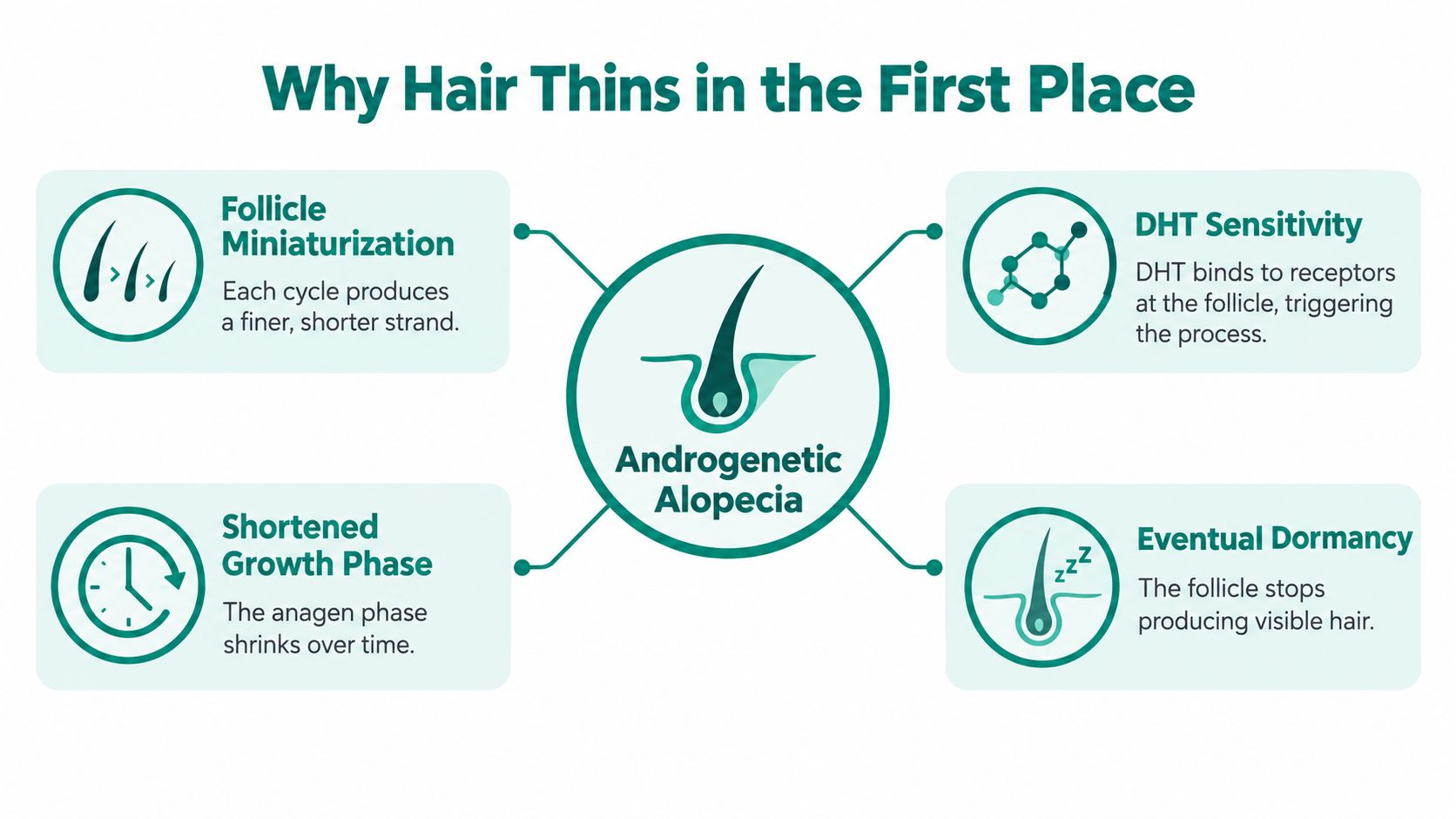 An infographic showing the four causes of hair thinning related to Androgenetic Alopecia: miniaturization, DHT, growth phase, and dormancy.