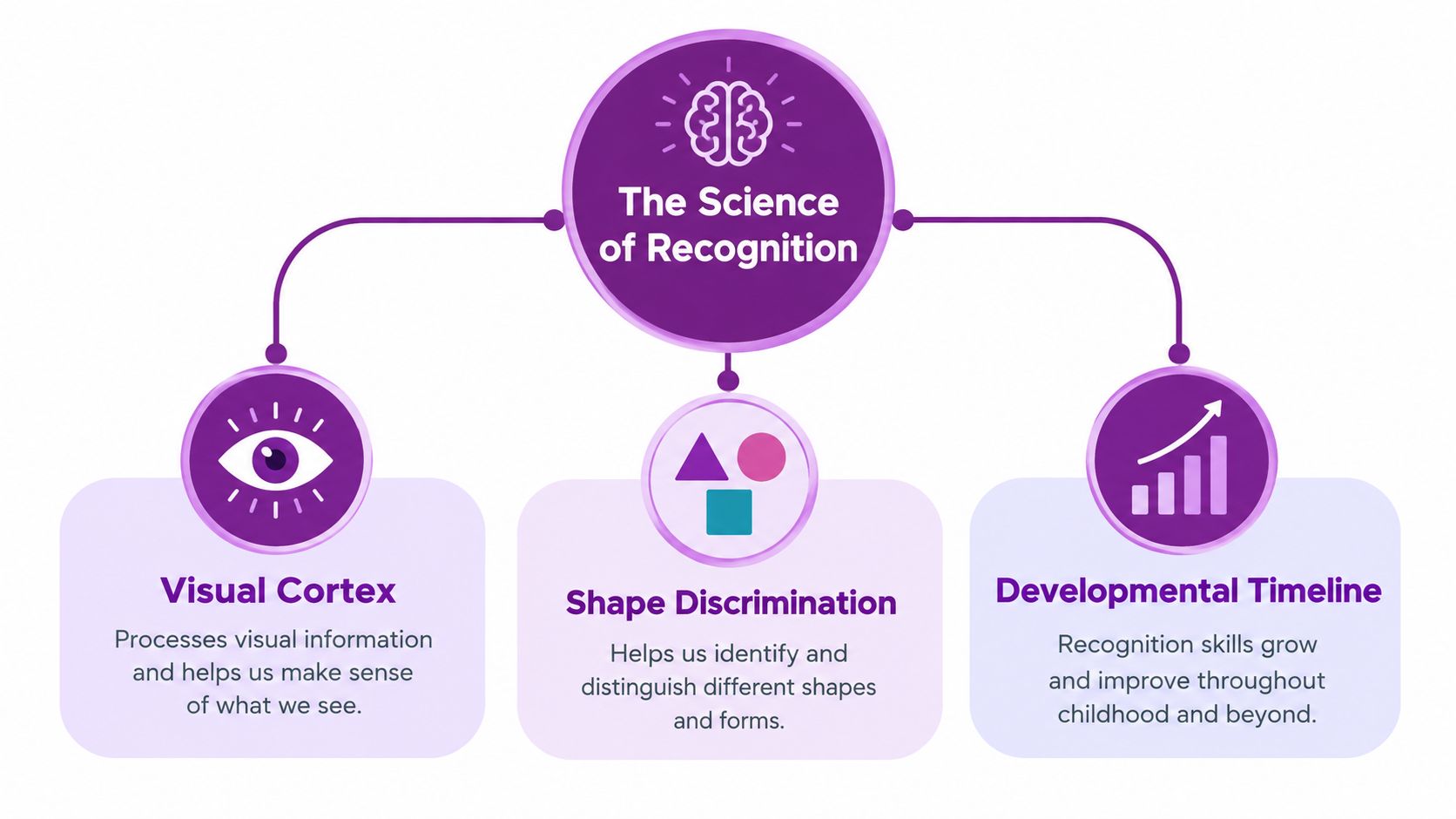 A diagram illustrating the science of recognition, featuring the visual cortex, shape discrimination, and a developmental timeline.