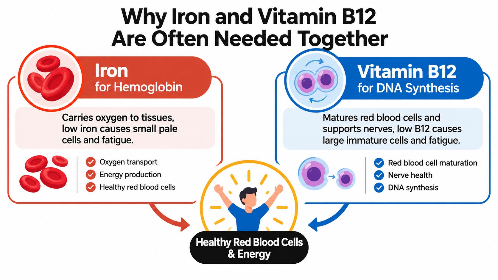 An infographic explaining why iron and Vitamin B12 are essential for healthy red blood cells and energy.