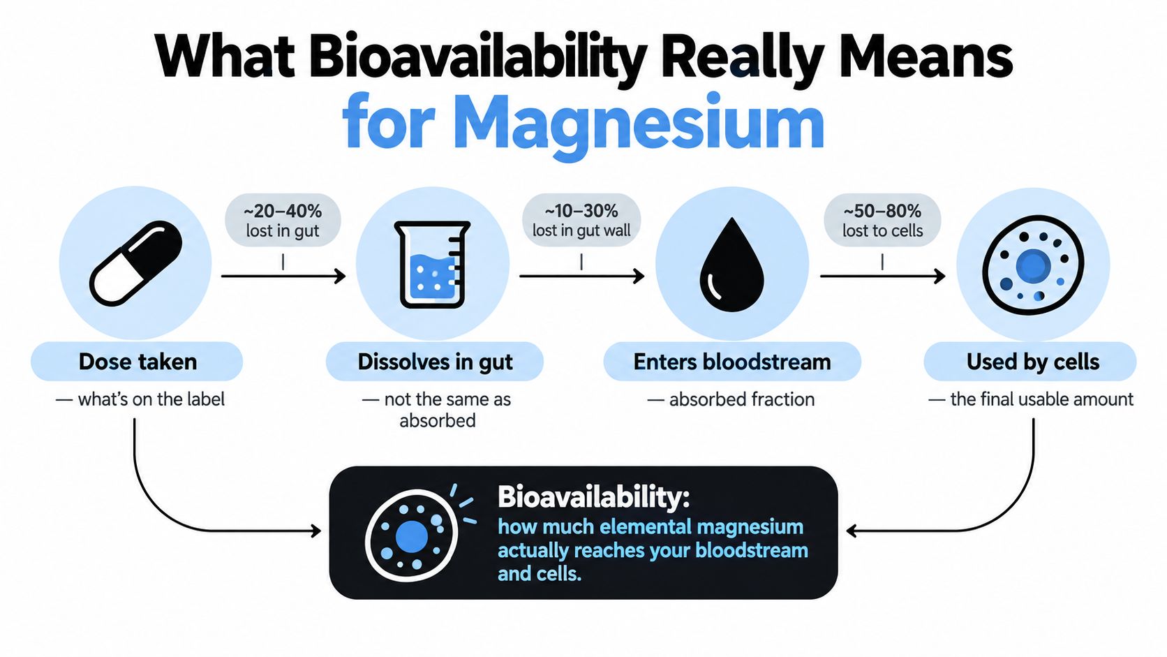A diagram illustrating how magnesium bioavailability works as it travels from ingestion to being used by cells.