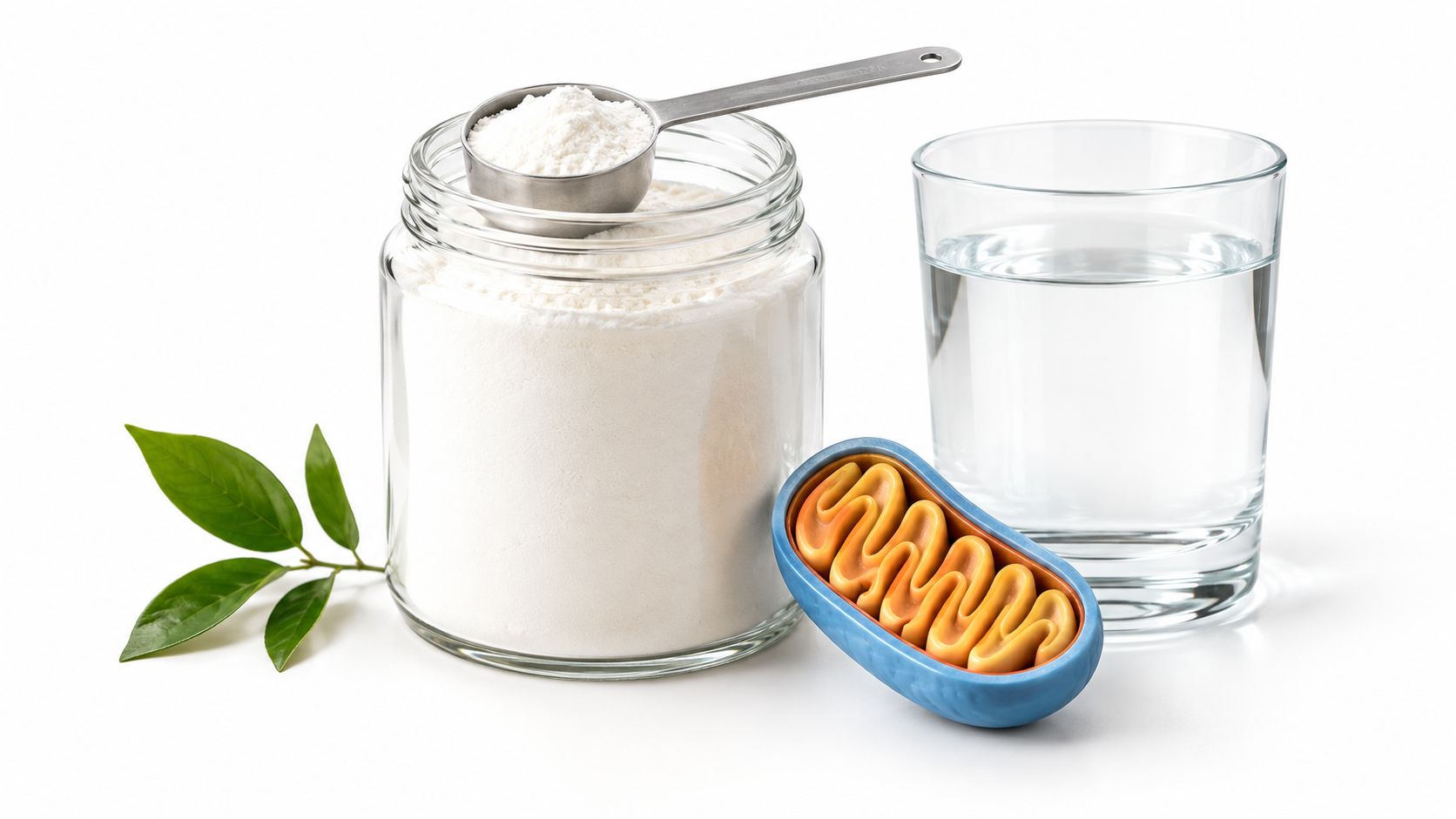 A glass jar of white powder, a measuring spoon, a glass of water, and a mitochondrion model.
