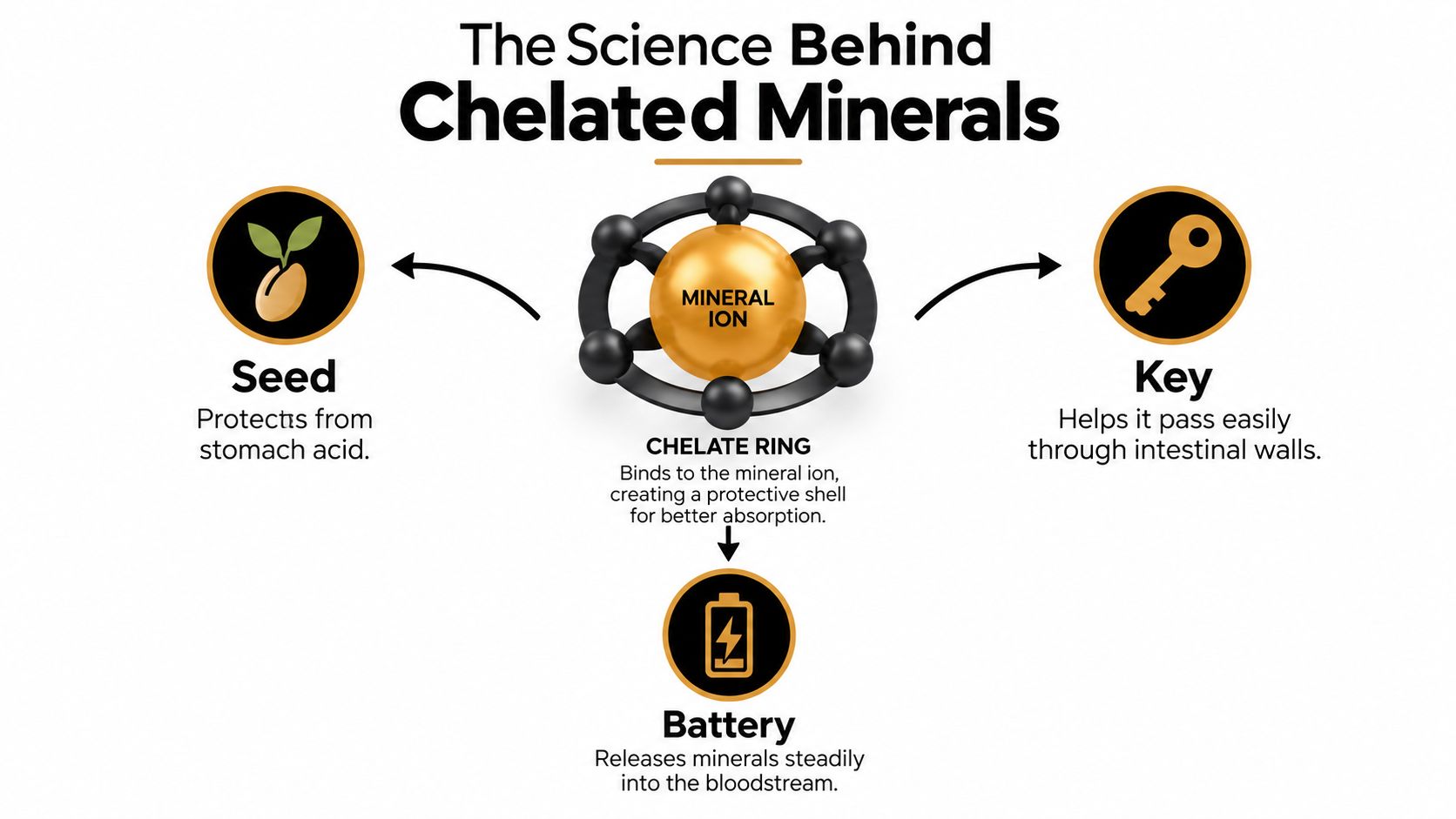 A diagram illustrating how chelated minerals work using symbols representing protection, absorption, and release in the body.