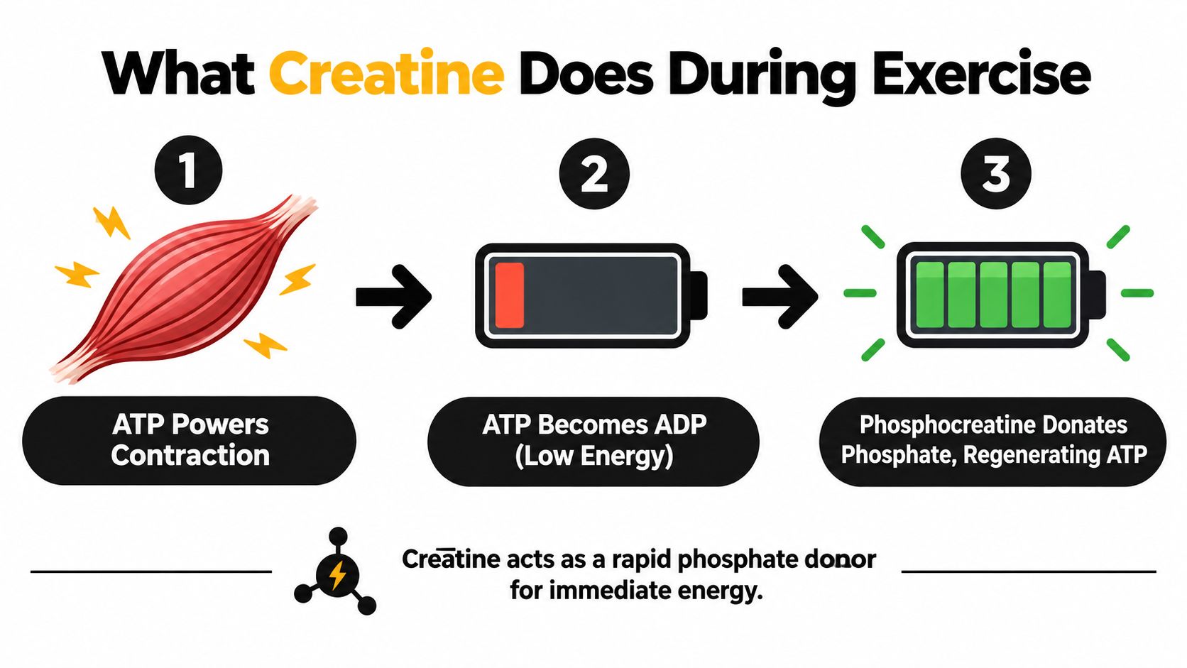 A diagram illustrating how creatine helps regenerate ATP energy for muscle contraction during exercise.