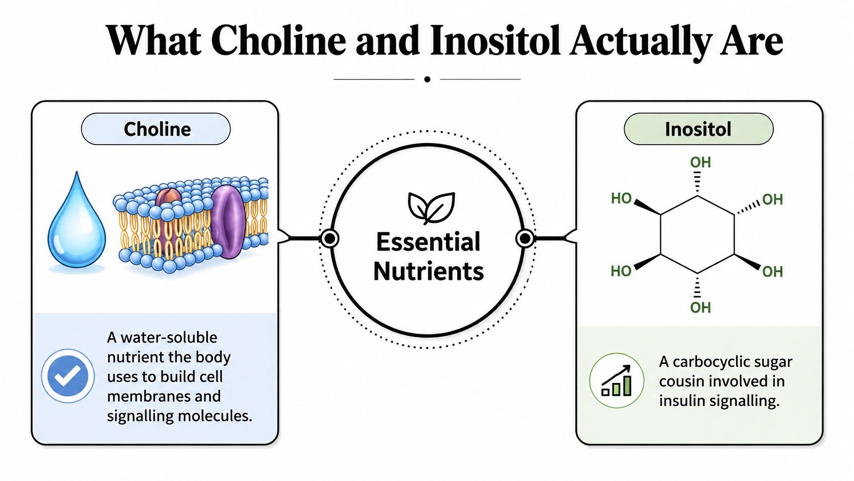 A diagram explaining that choline and inositol are essential nutrients for cell structure and insulin signaling.