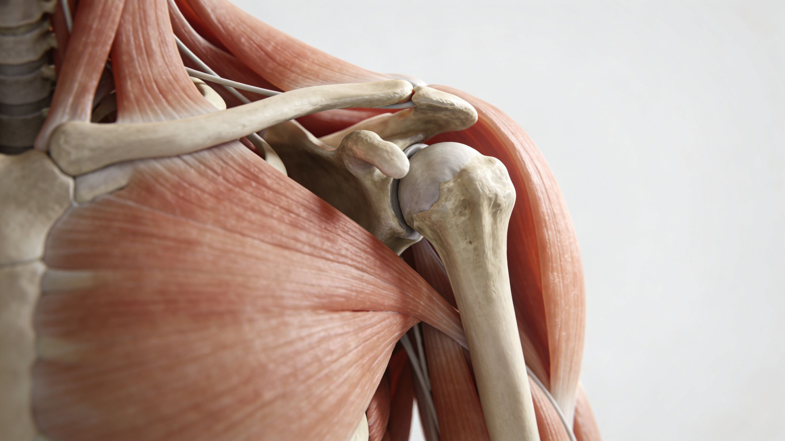 Detailný 3D anatomický model ramenného kĺbu a okolitých svalových skupín ľudského tela pre edukačné účely.