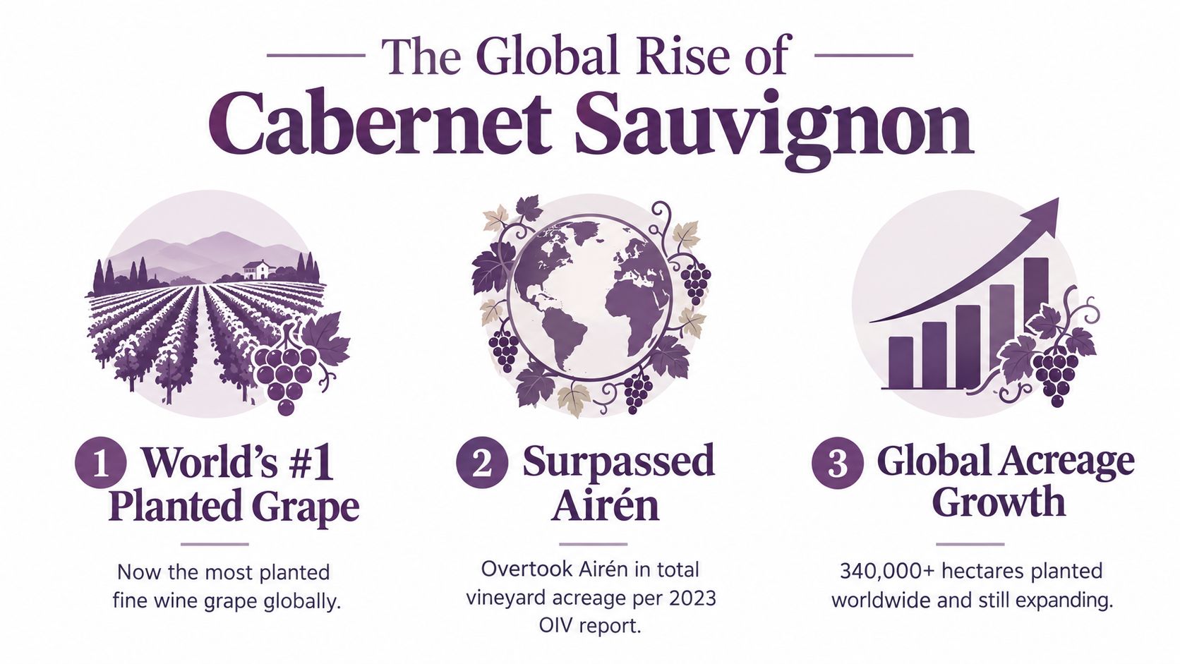 An infographic highlighting the global rise of Cabernet Sauvignon as the world's most planted wine grape.