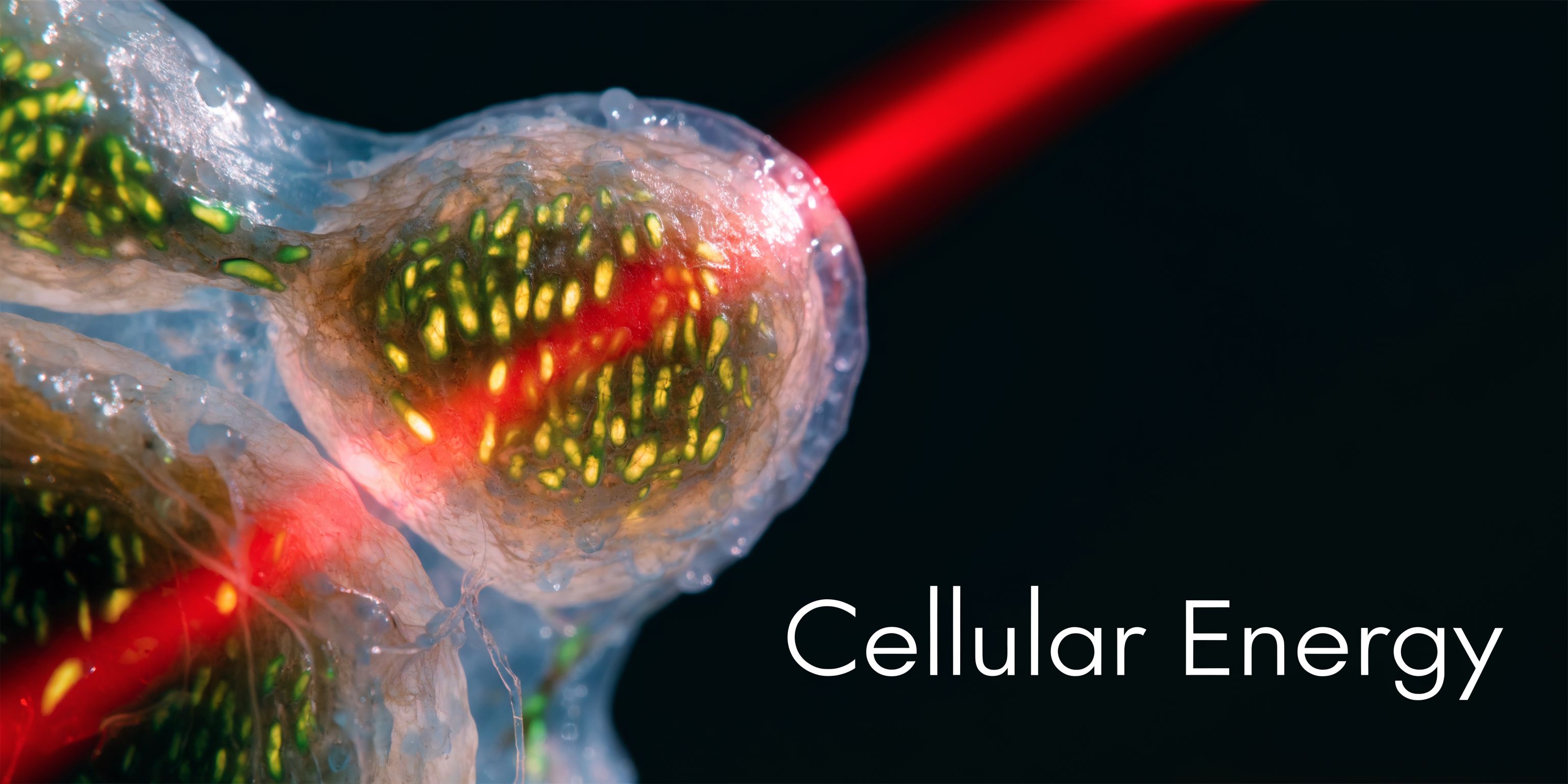 A microscopic view of a cell structure illuminated by a glowing red beam, representing cellular energy processes.
