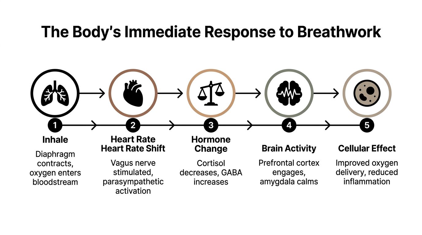 A five-step infographic illustrating the biological process of how breathwork positively impacts the human body.