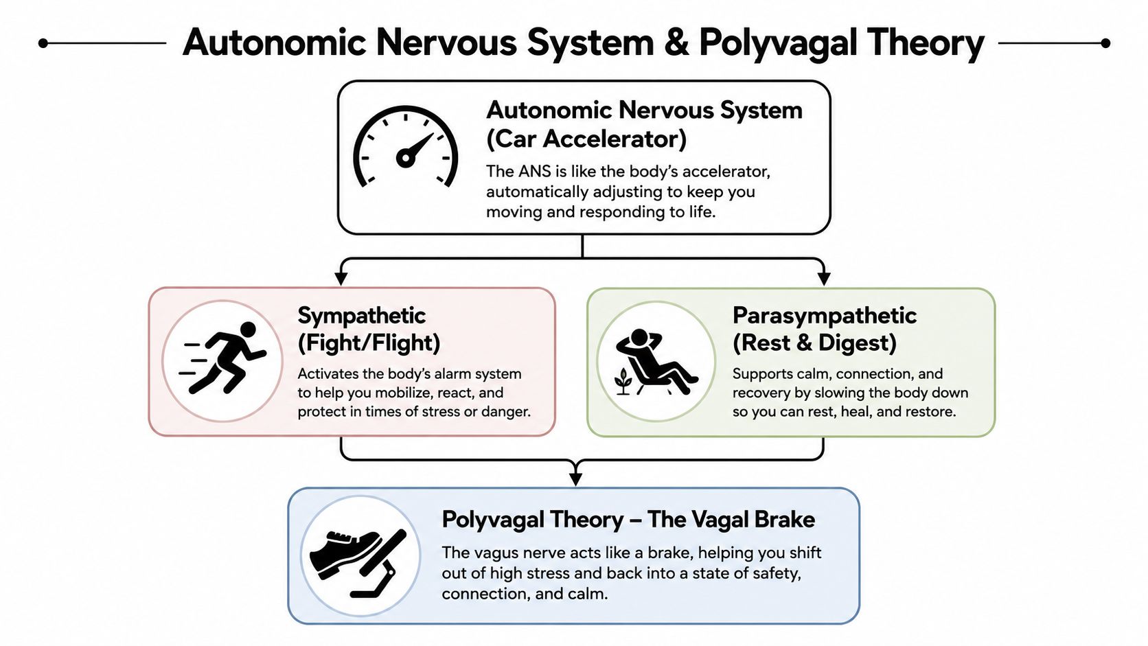 A diagram illustrating the Autonomic Nervous System, explaining Sympathetic, Parasympathetic, and Polyvagal Theory components simply.