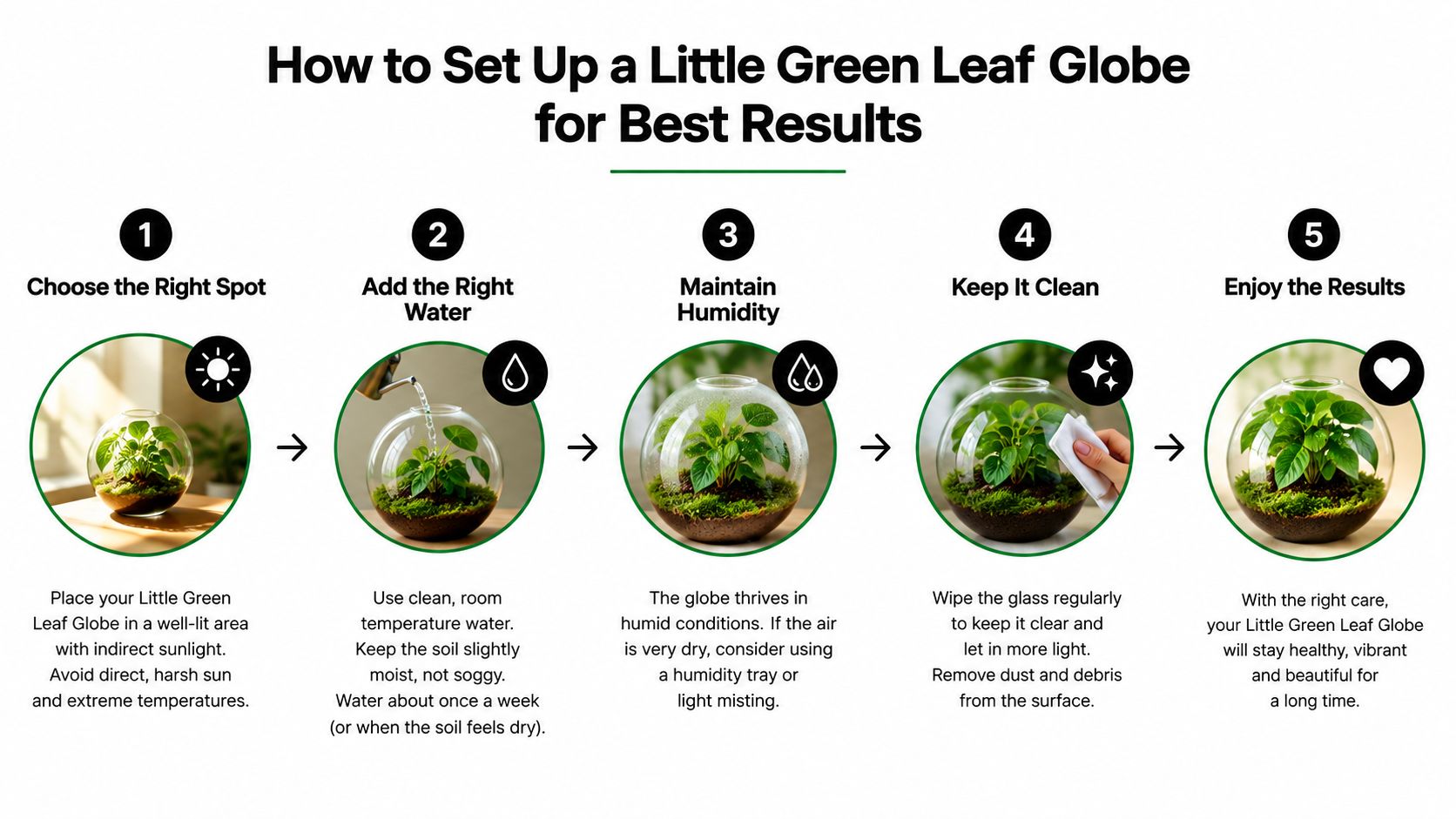 An infographic detailing five simple steps for properly maintaining a decorative Little Green Leaf plant globe.