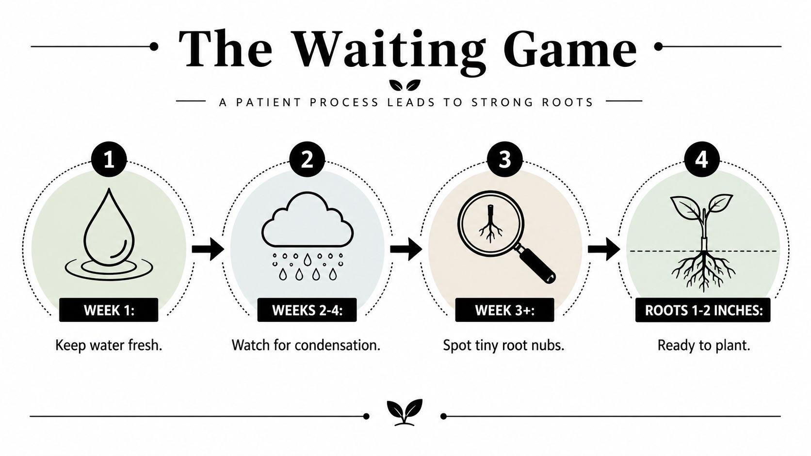 An infographic titled The Waiting Game showing four steps for propagating plant cuttings in water.
