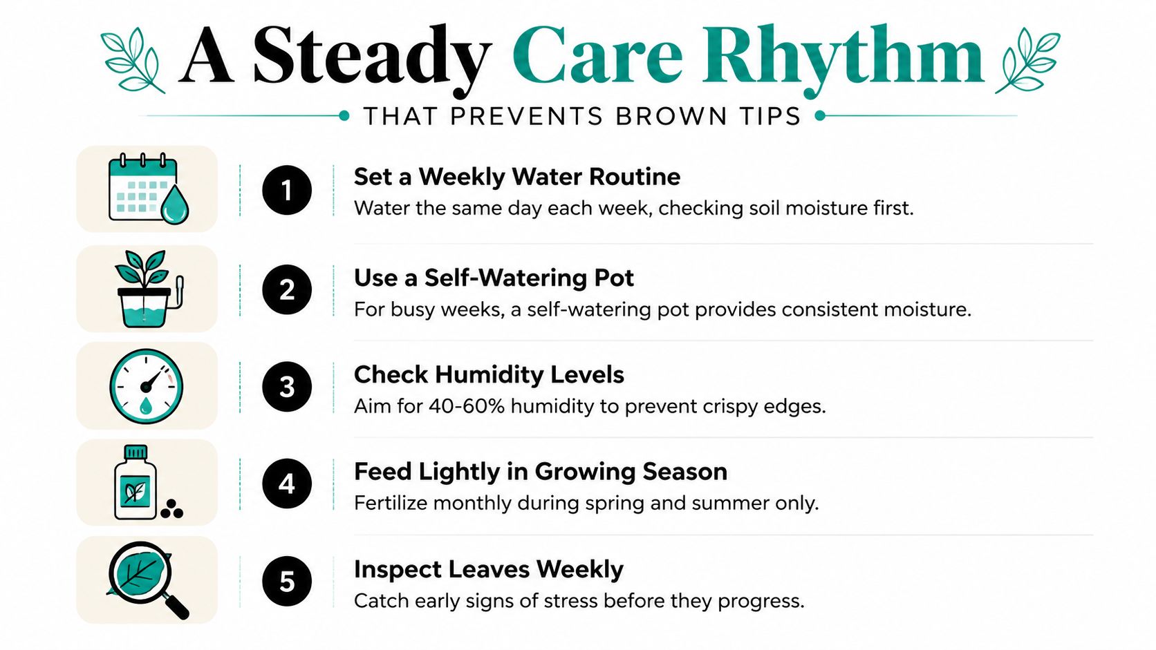 An infographic titled A Steady Care Rhythm listing five essential plant care tips for preventing brown leaf tips.