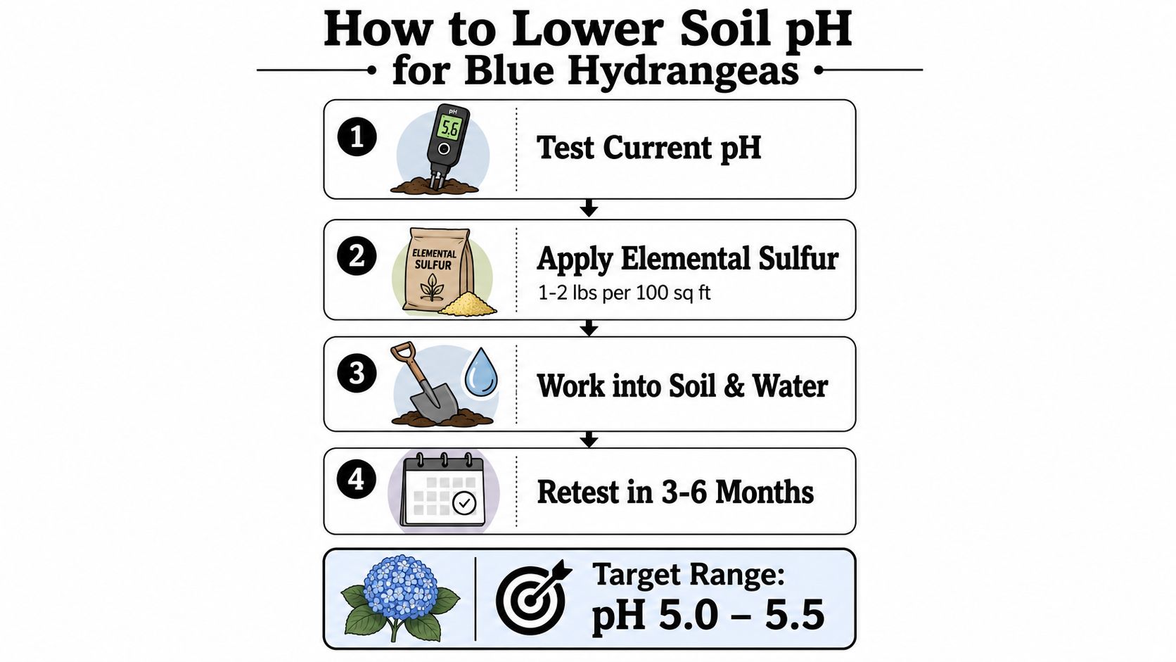 An instructional infographic detailing the four steps to lower soil pH for growing blue hydrangeas.