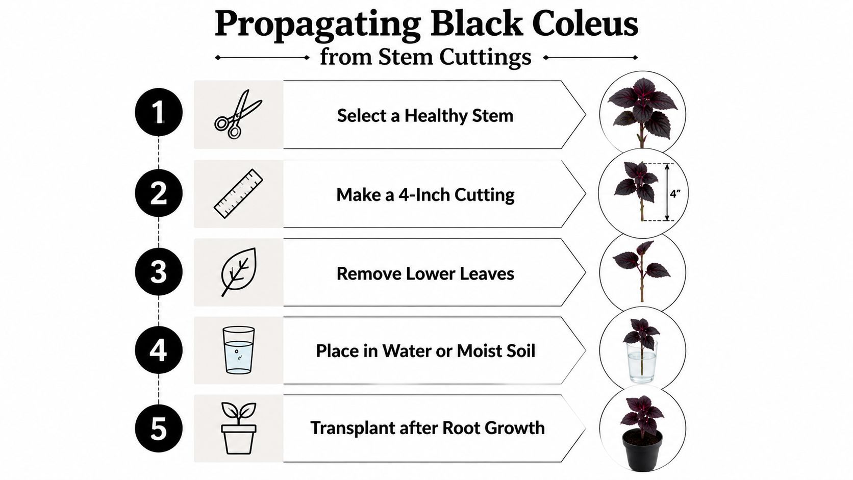 A step-by-step infographic showing how to propagate a black coleus plant from stem cuttings in five stages.