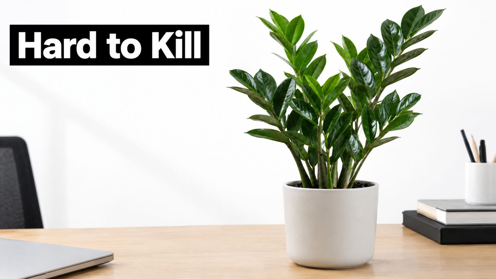 A healthy ZZ plant in a white pot sits on a wooden desk next to a laptop.