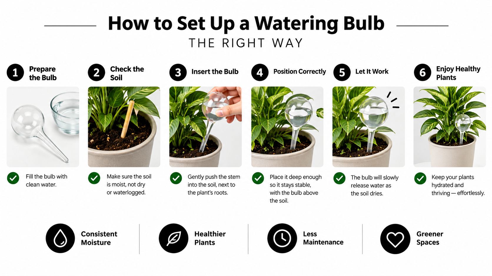 A six-step instructional guide on how to correctly set up a glass automatic plant watering bulb.