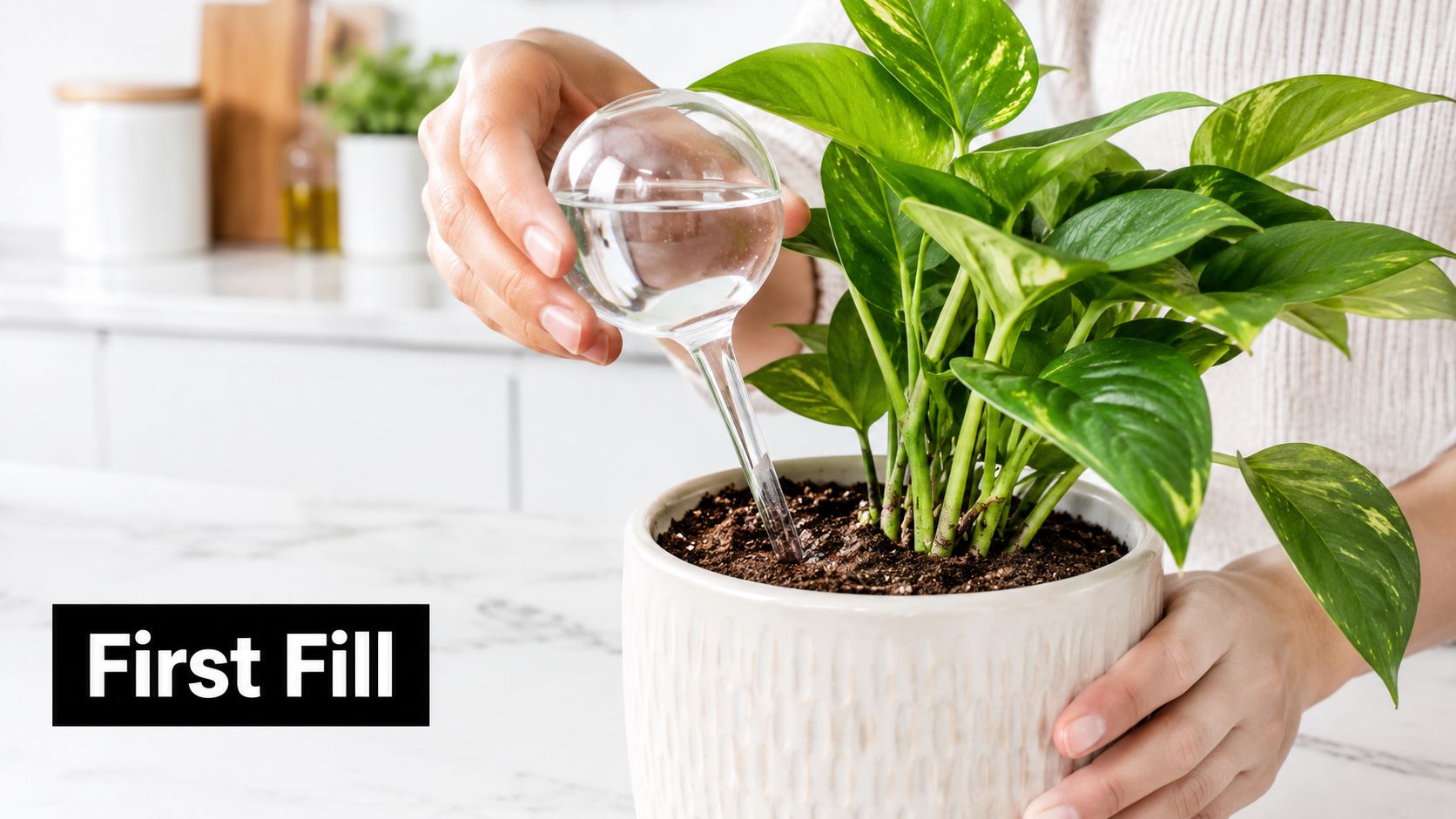A person using a glass self-watering globe to hydrate a healthy indoor pothos plant in a pot.