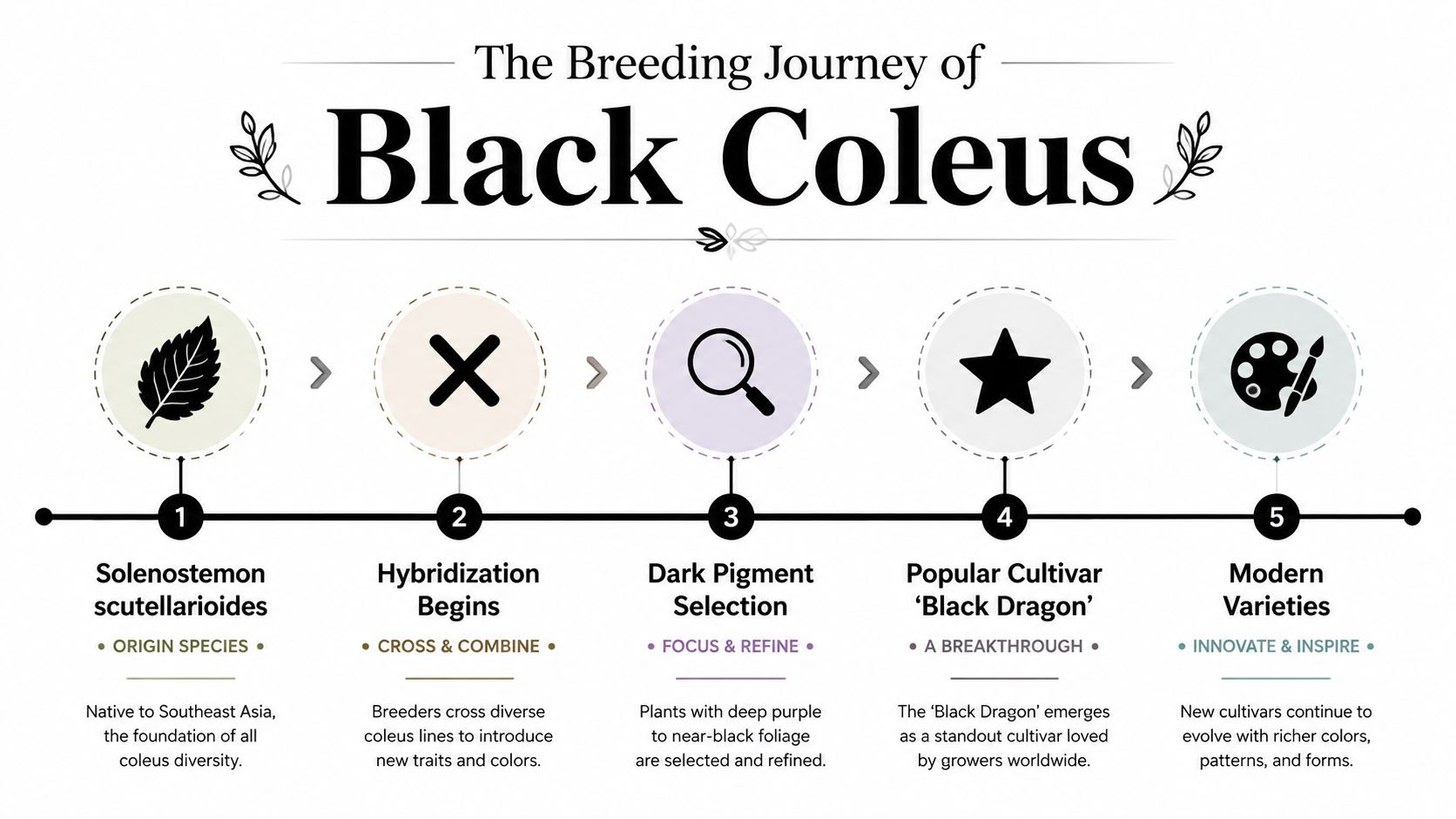 An infographic detailing the five-step breeding journey of the Black Coleus plant from origin to modern varieties.