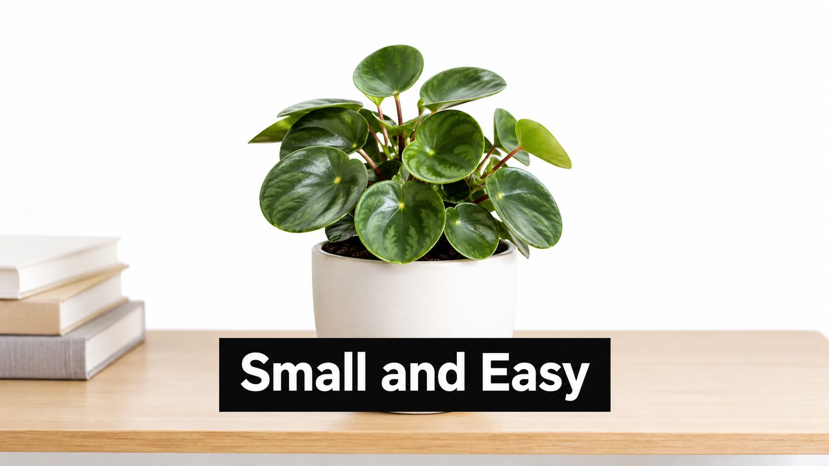 A small peperomia houseplant in a white pot sits on a wooden desk with stacked books.