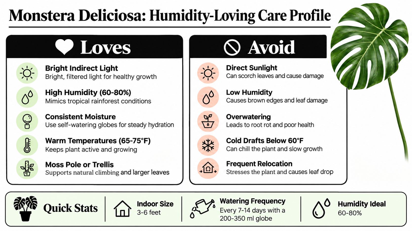 An infographic detailing the care requirements for Monstera Deliciosa, including light, humidity, and watering needs.