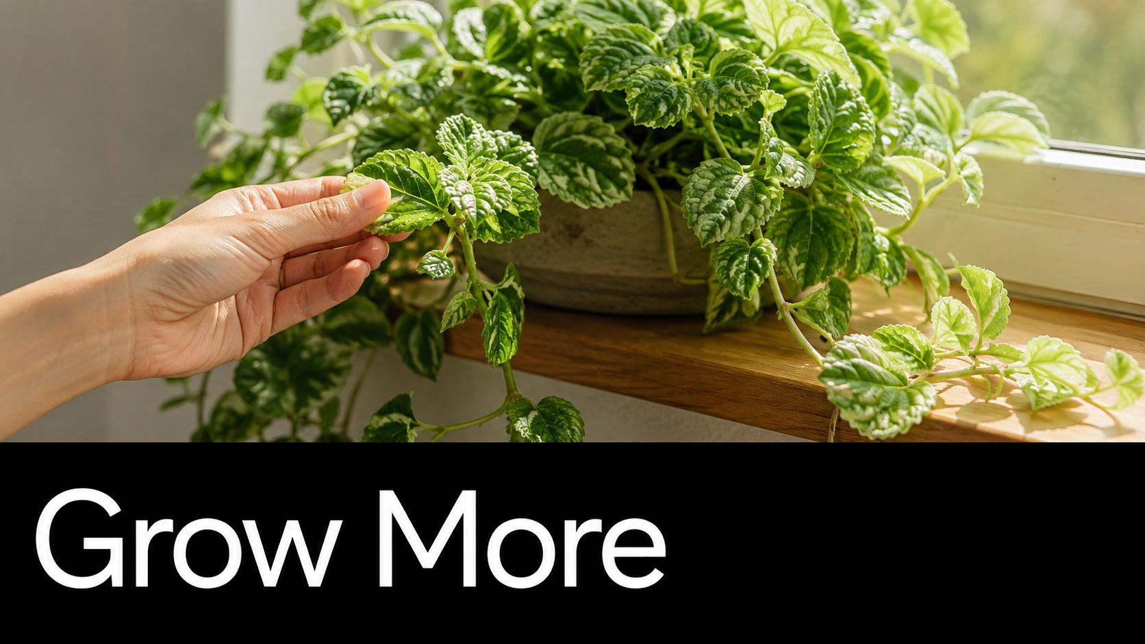 A hand gently touching the variegated leaves of a potted Swedish ivy plant on a windowsill.