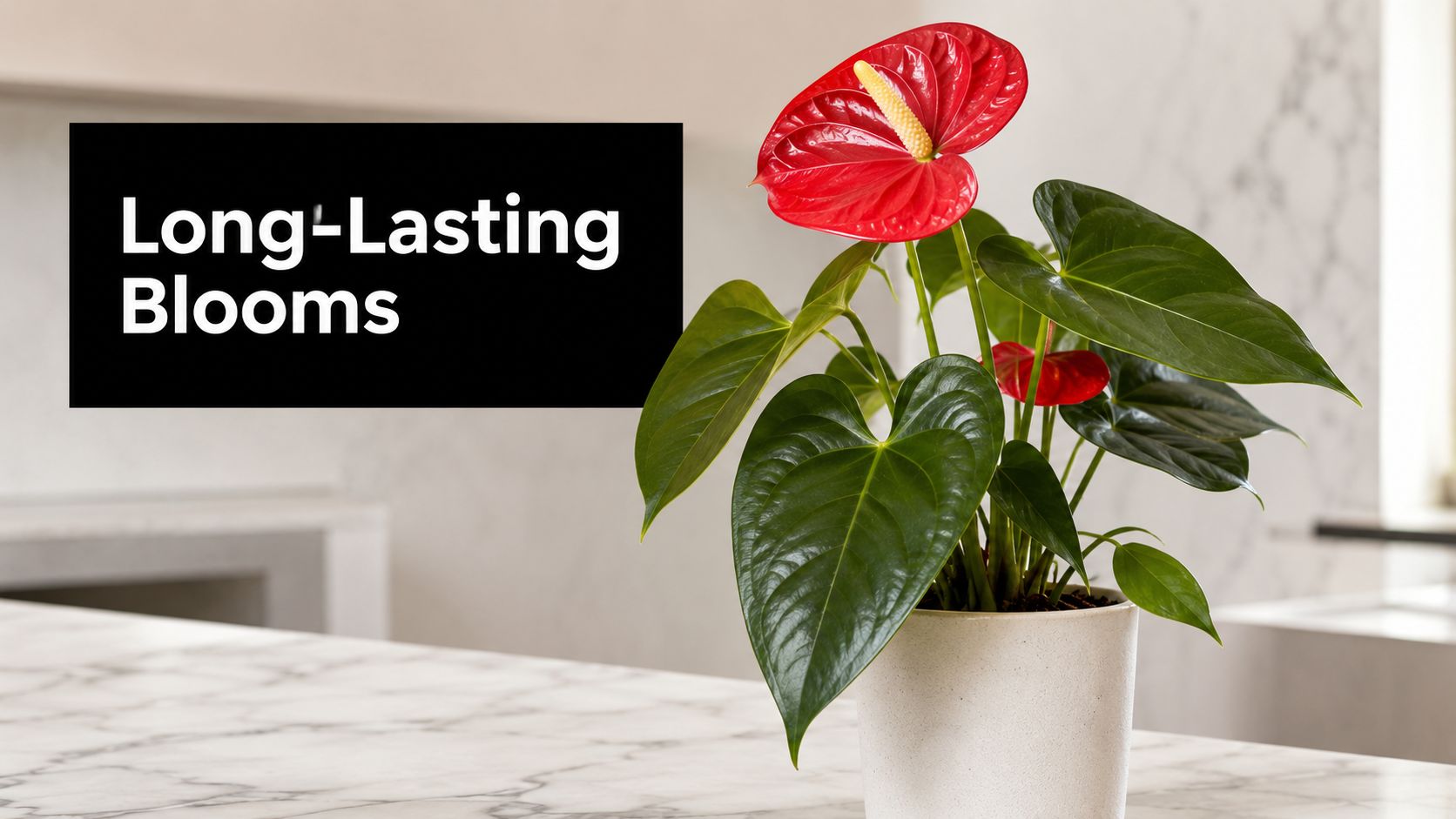 A vibrant red anthurium plant with glossy green leaves sitting in a white pot on a marble surface.