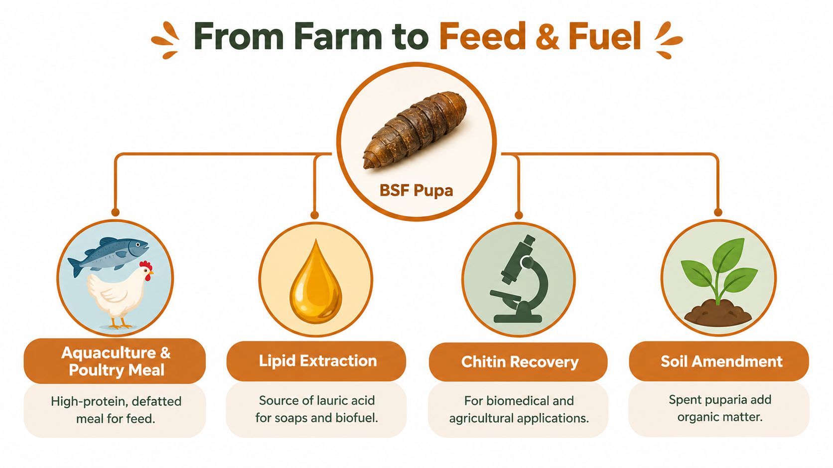 An infographic showing the various industrial and agricultural uses for processed black soldier fly pupae.
