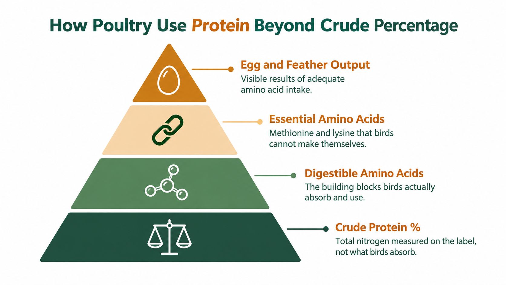 A pyramid diagram showing the hierarchy of poultry nutrition from crude protein to egg and feather output.