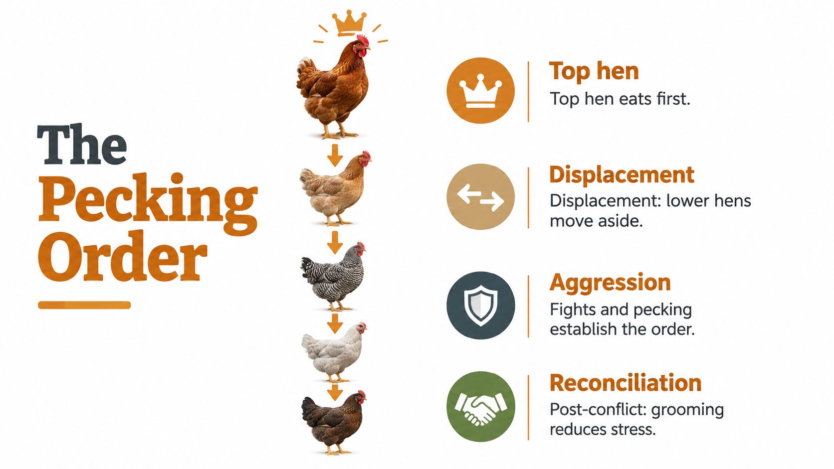 An infographic illustrating the chicken pecking order, showing hierarchy levels from top hen to reconciliation.