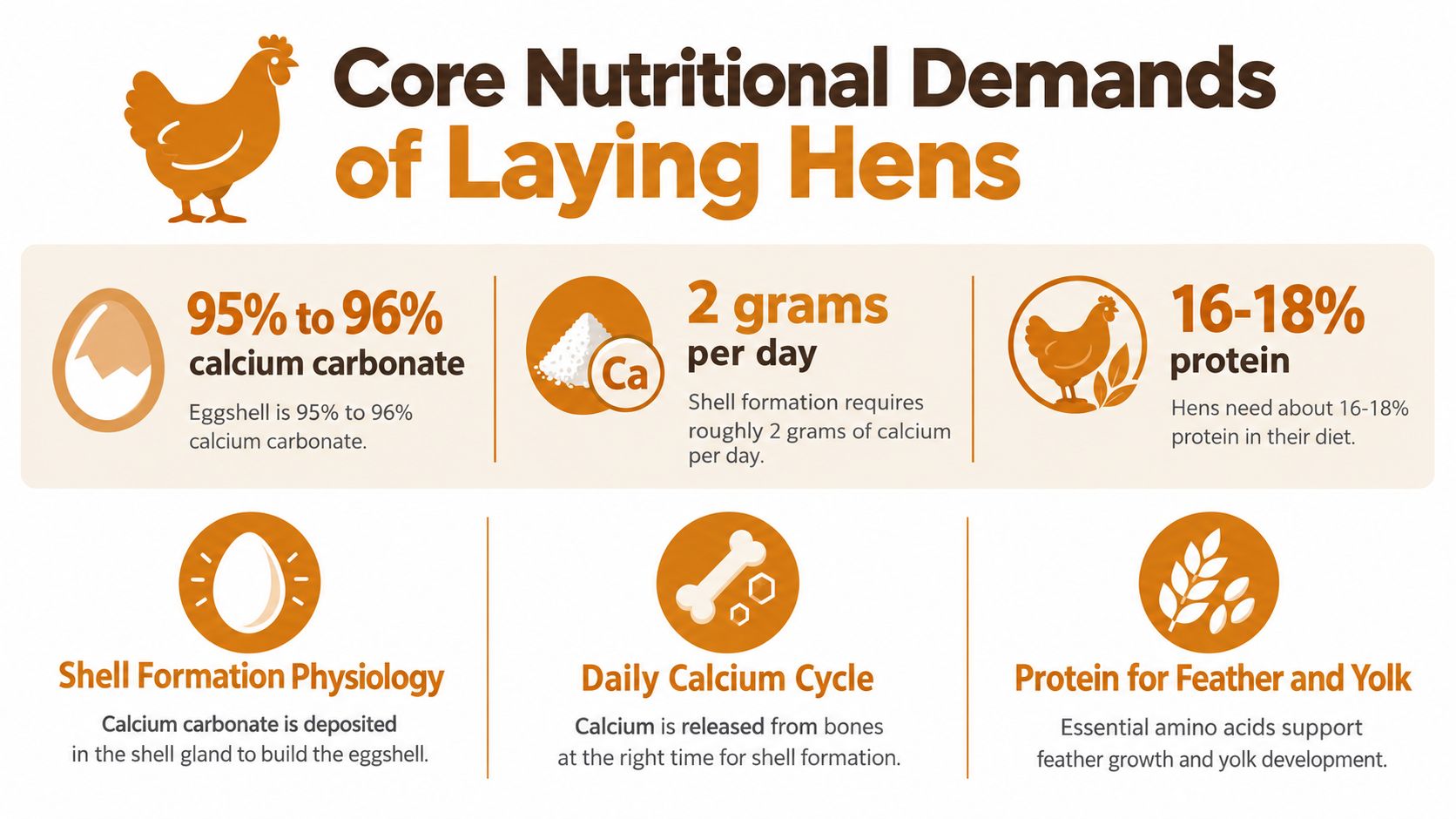 An infographic titled Core Nutritional Demands of Laying Hens detailing calcium and protein requirements for chickens.