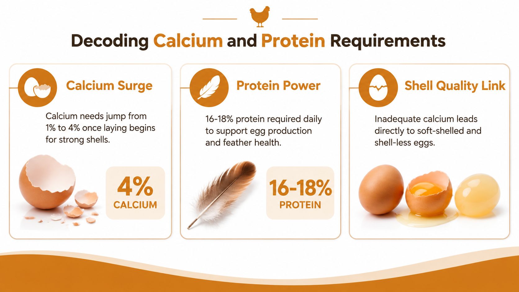 An infographic explaining essential calcium and protein dietary requirements for optimal chicken egg production and health.