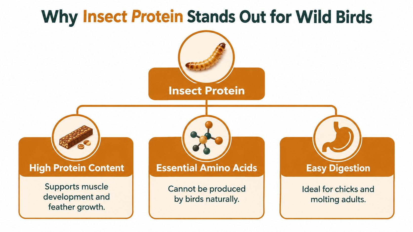 An infographic explaining the benefits of insect protein for wild birds, highlighting protein content, amino acids, and digestion.
