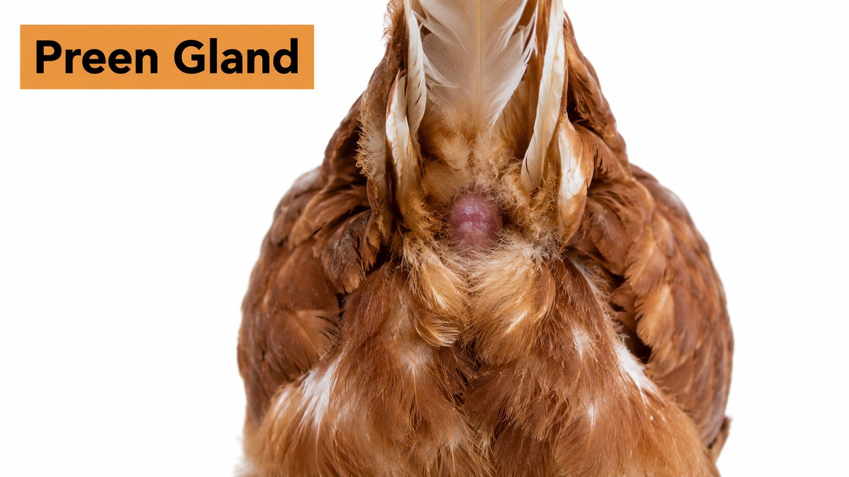 Close-up view of the preen gland located on the rump of a brown chicken on white background.