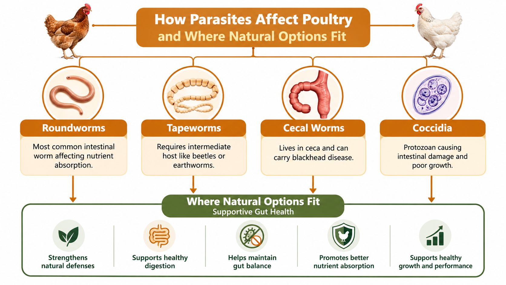An infographic illustrating how common poultry parasites like worms and coccidia affect chicken gut health and nutrition.