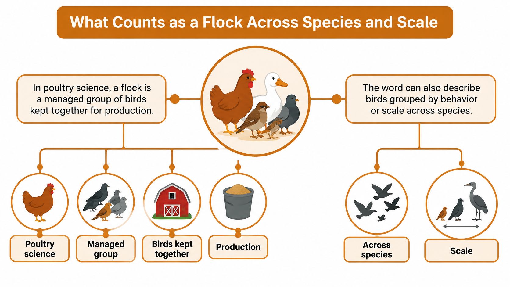 A diagram explaining how a flock is defined in poultry science versus behavioral patterns across different species.