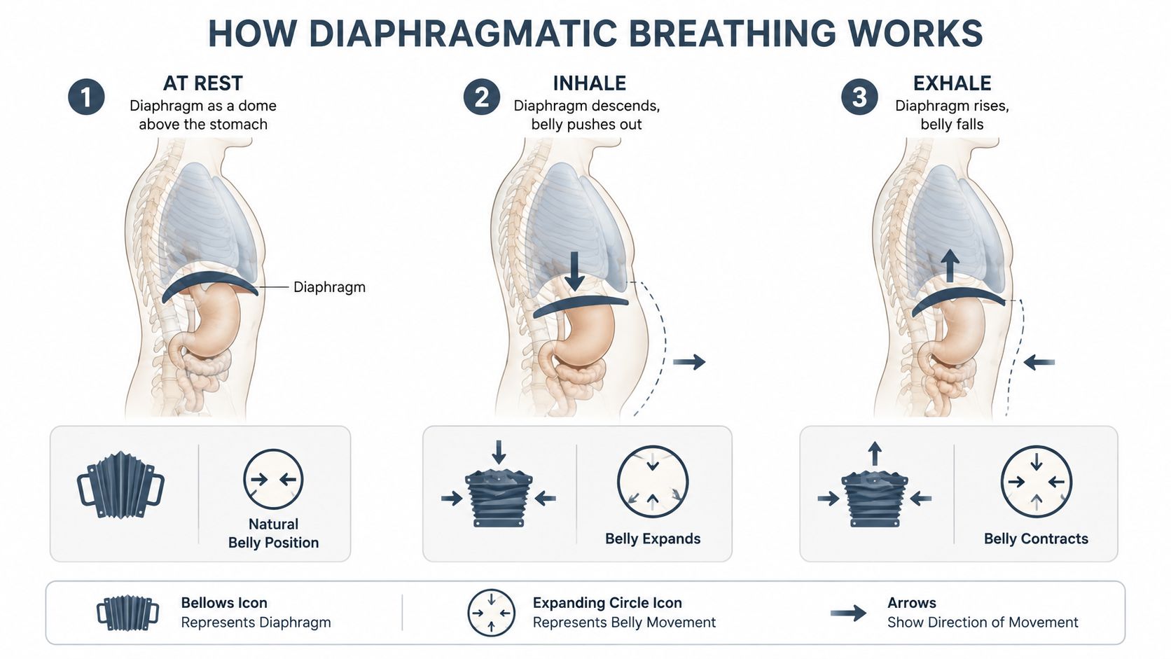 A diagram explaining the mechanics of diaphragmatic breathing through three stages: at rest, inhale, and exhale.