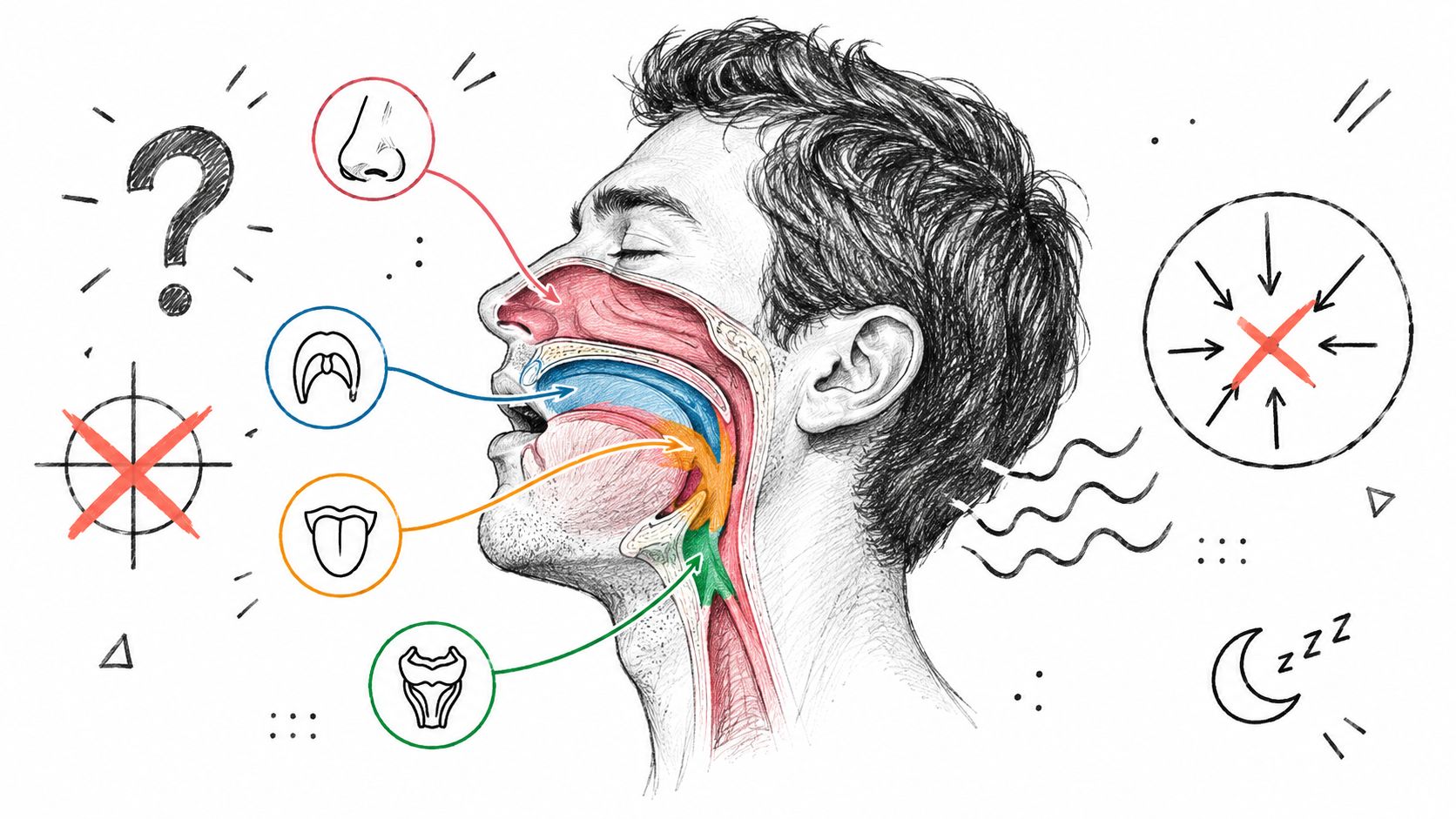 A diagram showing the anatomy of human breathing, including the nose, mouth, tongue, and throat areas.
