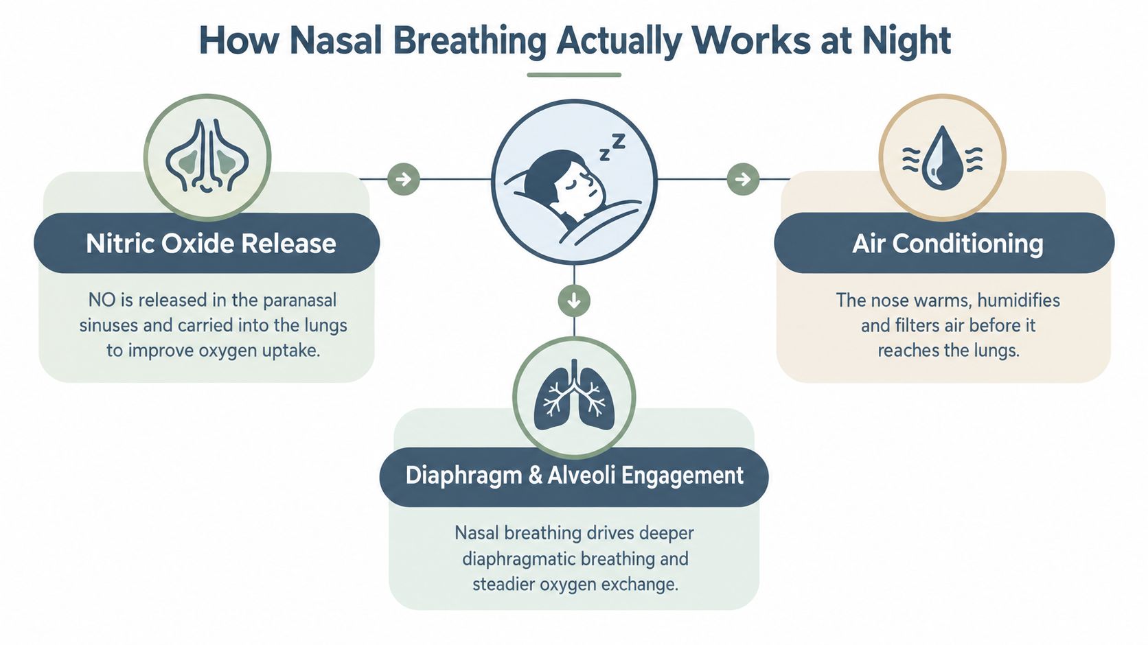 A diagram illustrating the health benefits of nasal breathing during sleep, including nitric oxide release and air conditioning.