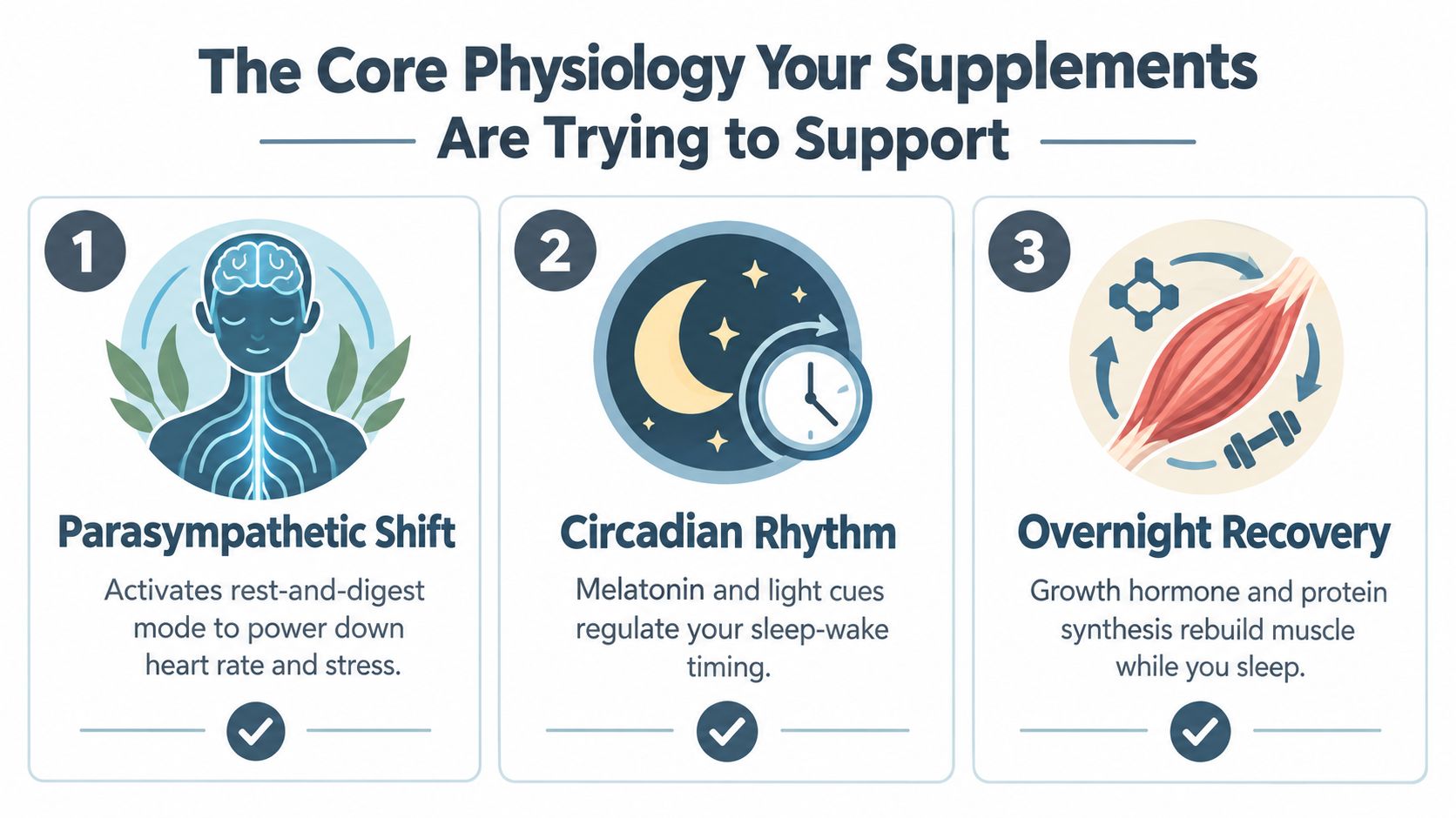 A diagram illustrating three core physiological processes supported by sleep and recovery supplements: parasympathetic shift, circadian rhythm, and overnight recovery.