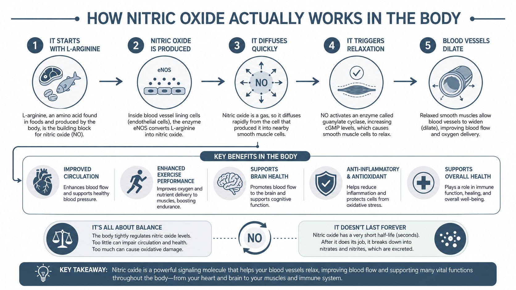A diagram illustrating how nitric oxide works in the body and its key health benefits.