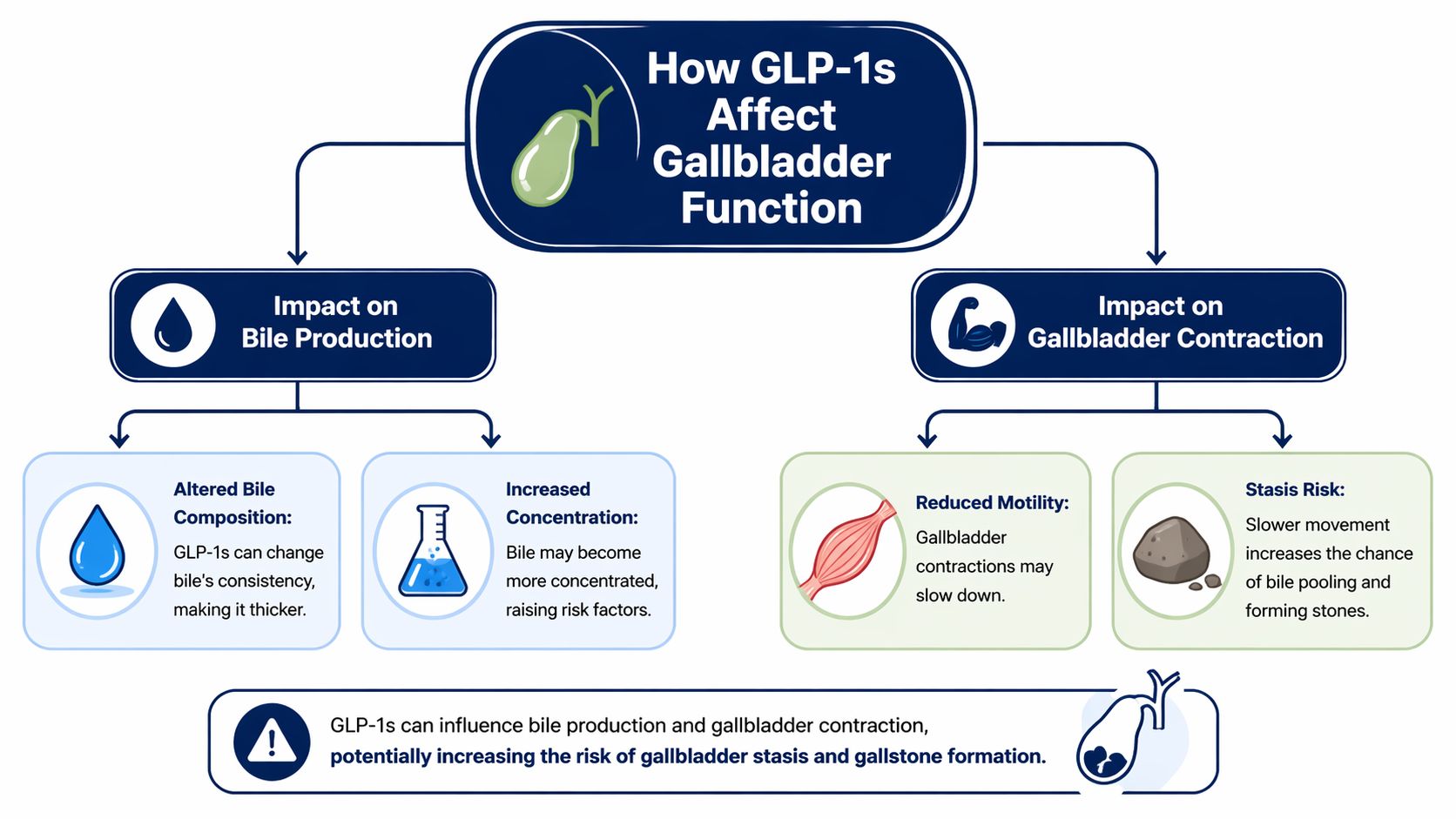 A flowchart explaining how GLP-1 medications impact gallbladder function, bile production, and the risk of gallstones.