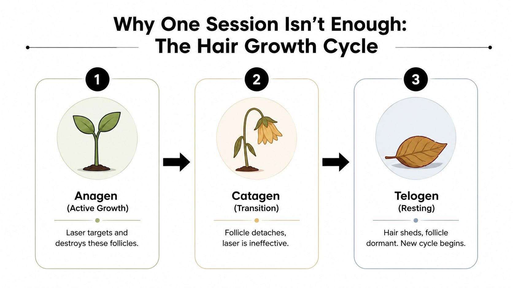 An infographic explaining why multiple laser hair removal sessions are needed based on hair growth cycles.