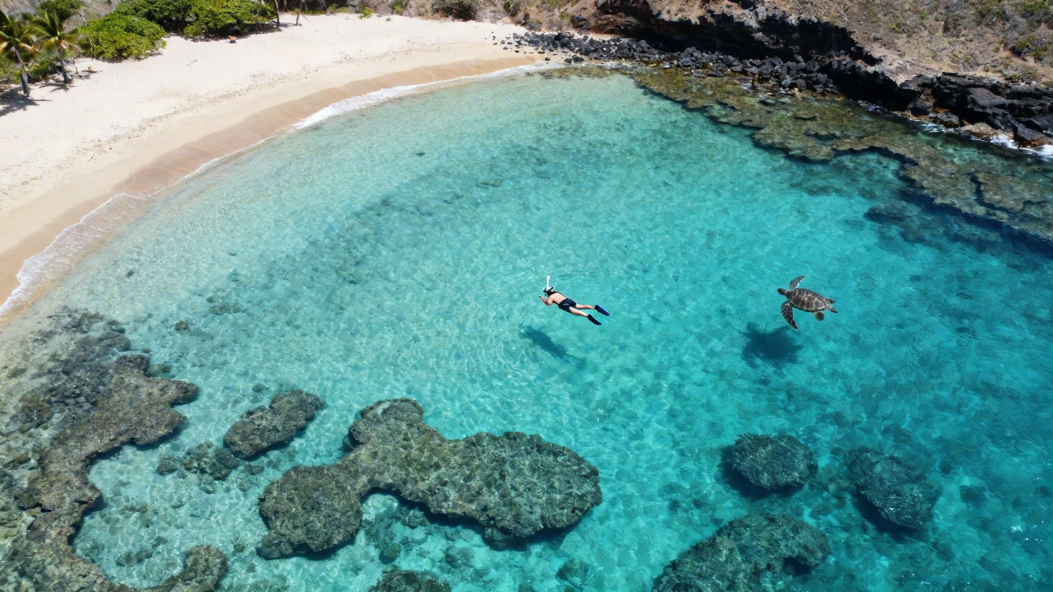 Aerial view of a person snorkeling next to a sea turtle in clear blue tropical waters near a sandy beach.