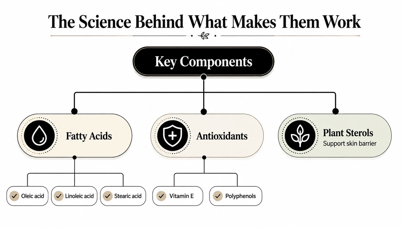 A diagram illustrating the key components of plant-based facial oils, including fatty acids, antioxidants, and plant sterols.