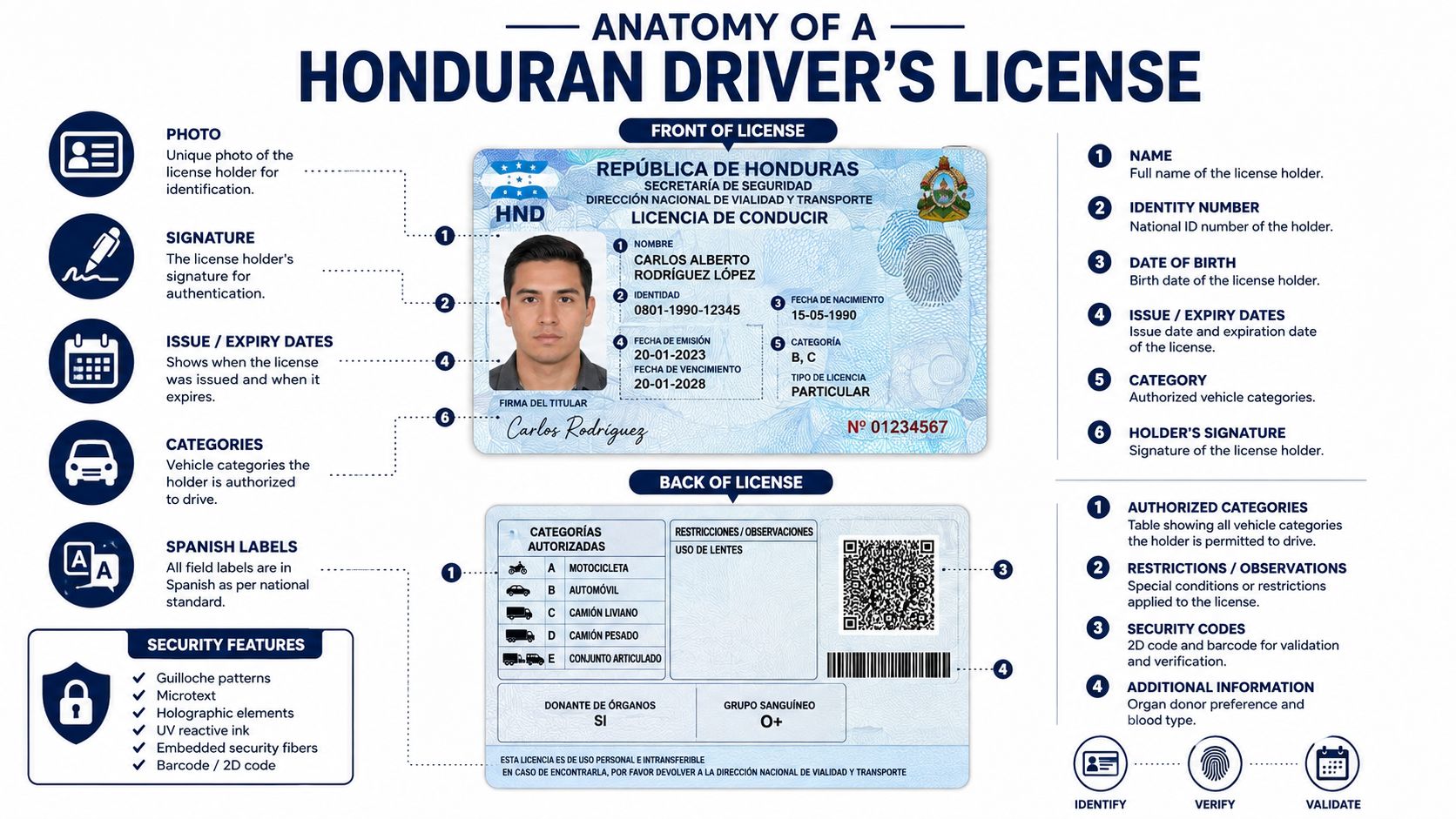 A diagram illustrating the anatomy and security features of a Honduran driver's license with labels.