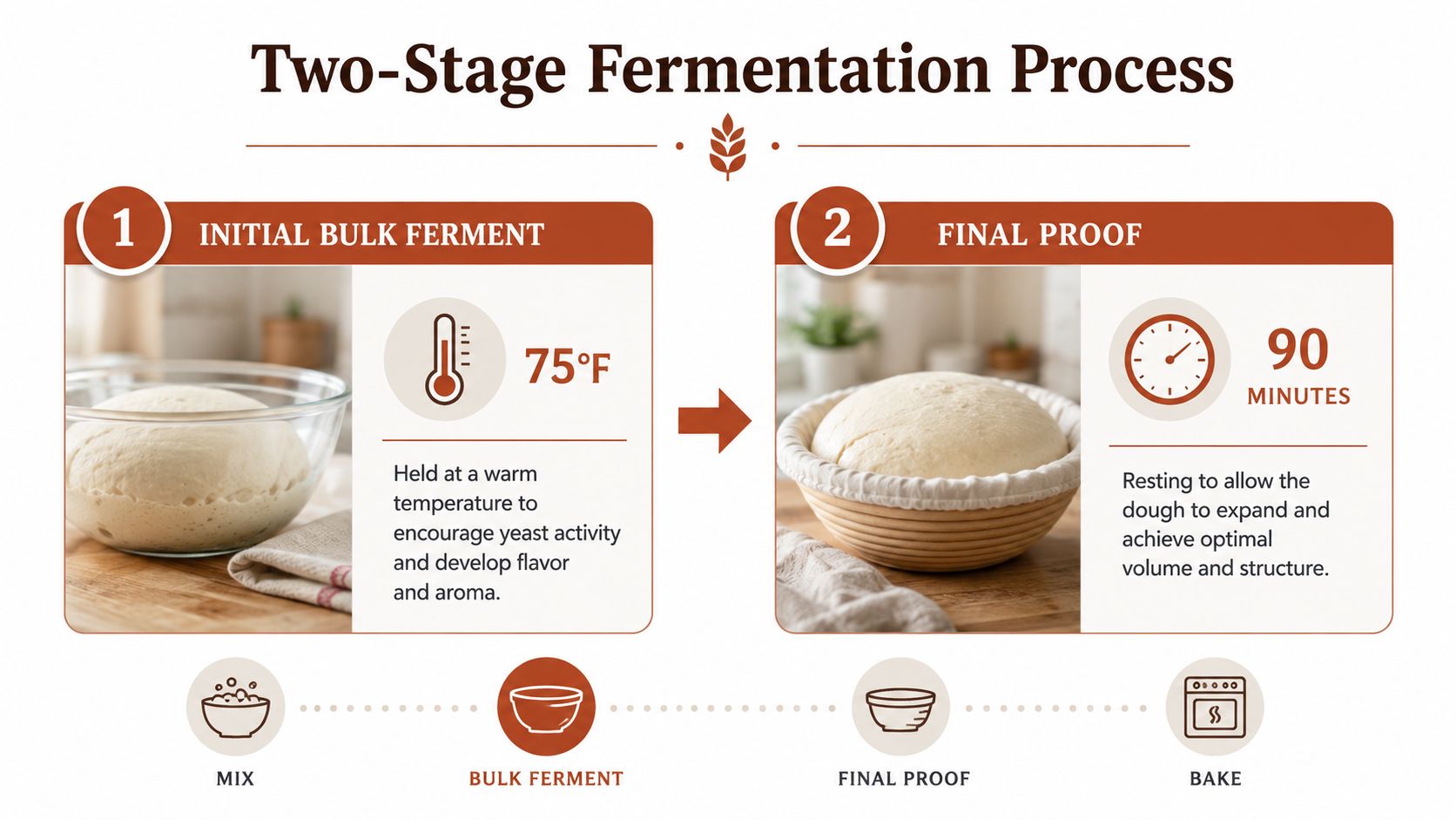 An infographic detailing the two-stage fermentation process for making bread, including bulk fermentation and final proof steps.