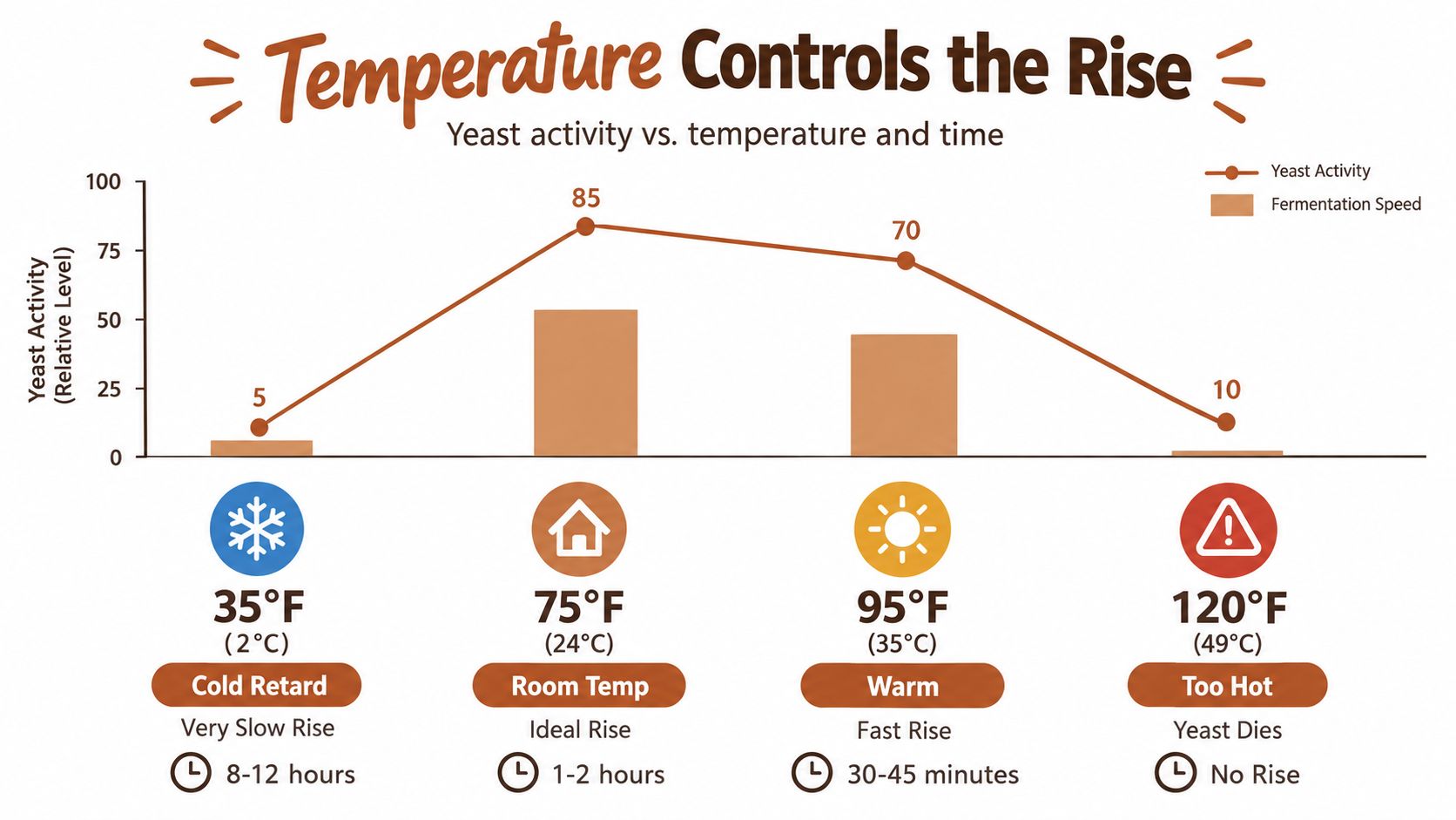 A graph illustrating the relationship between temperature, yeast activity, and fermentation speed for bread baking.