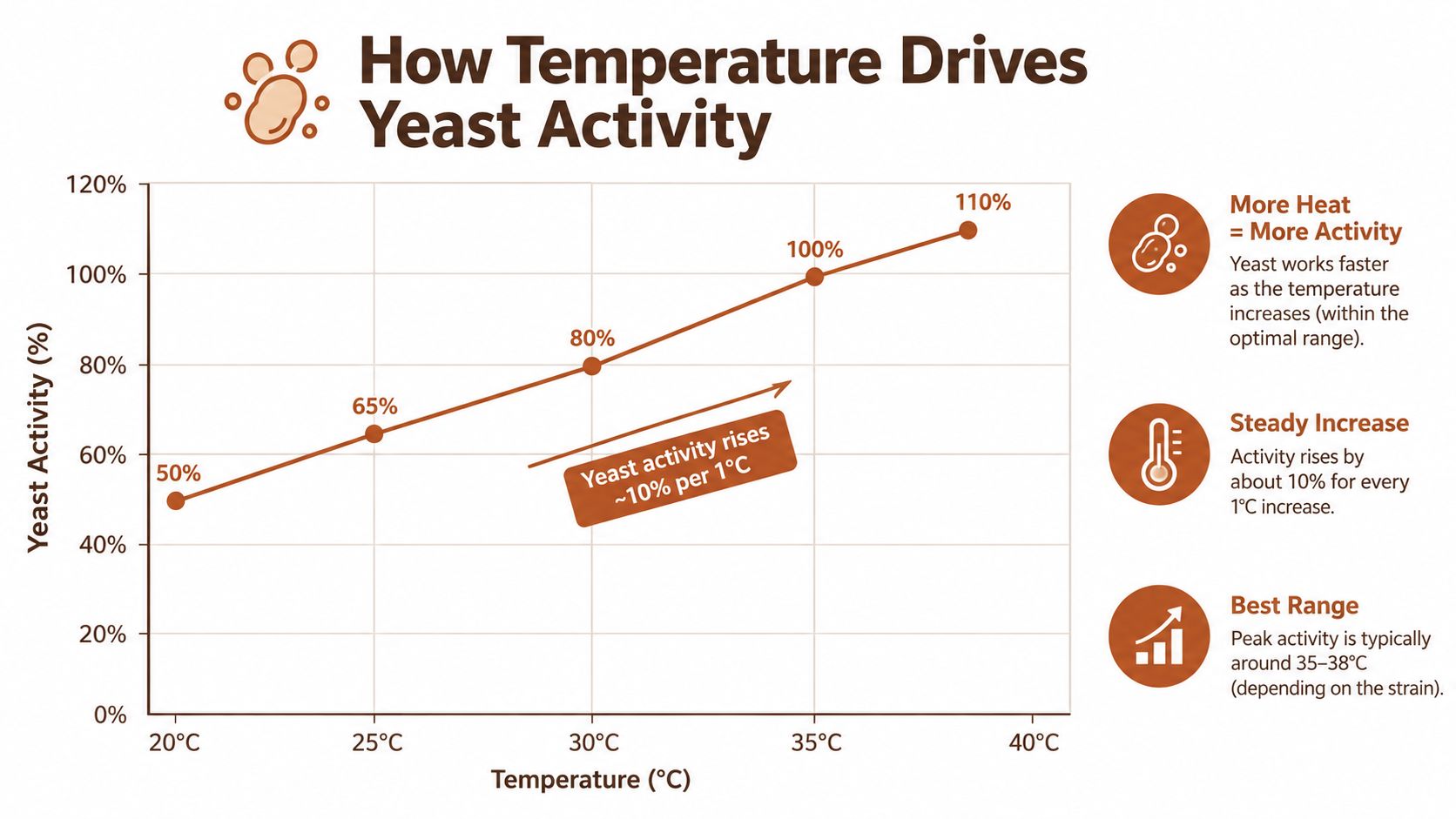 A graph illustrating how increasing temperatures drive yeast activity within its optimal fermentation range.
